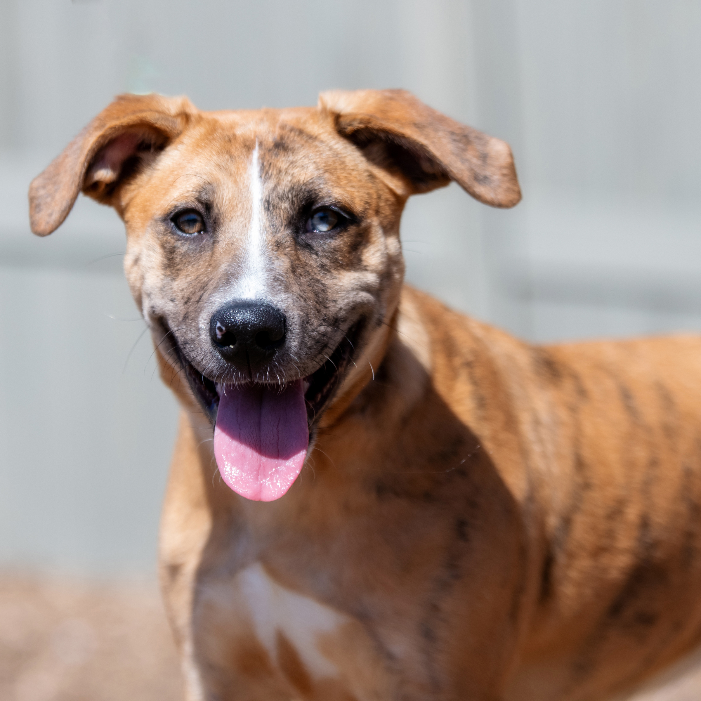 Leia** in foster, available by appt photo 3