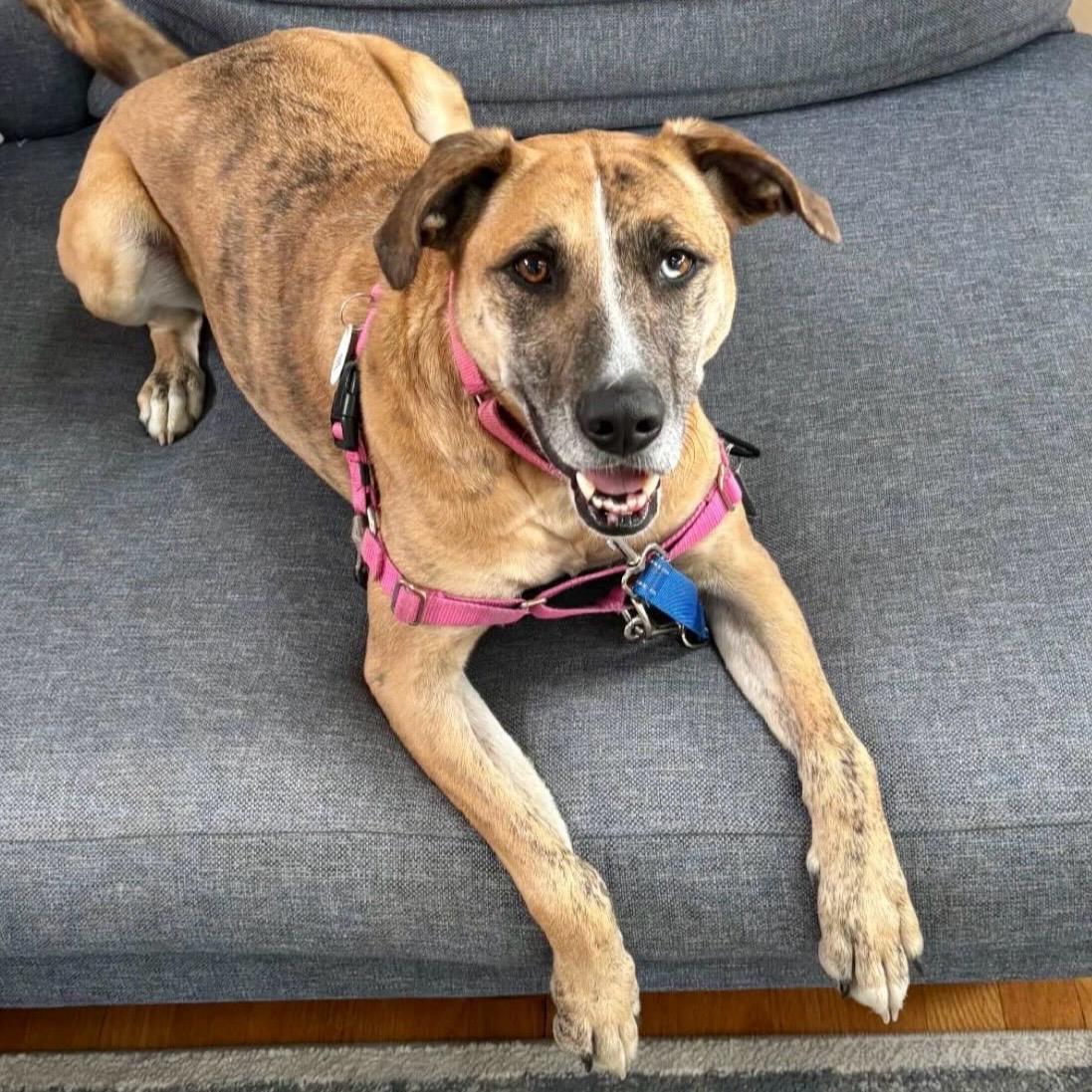 Leia** in foster, available by appt, Adult Female Mixed Breed