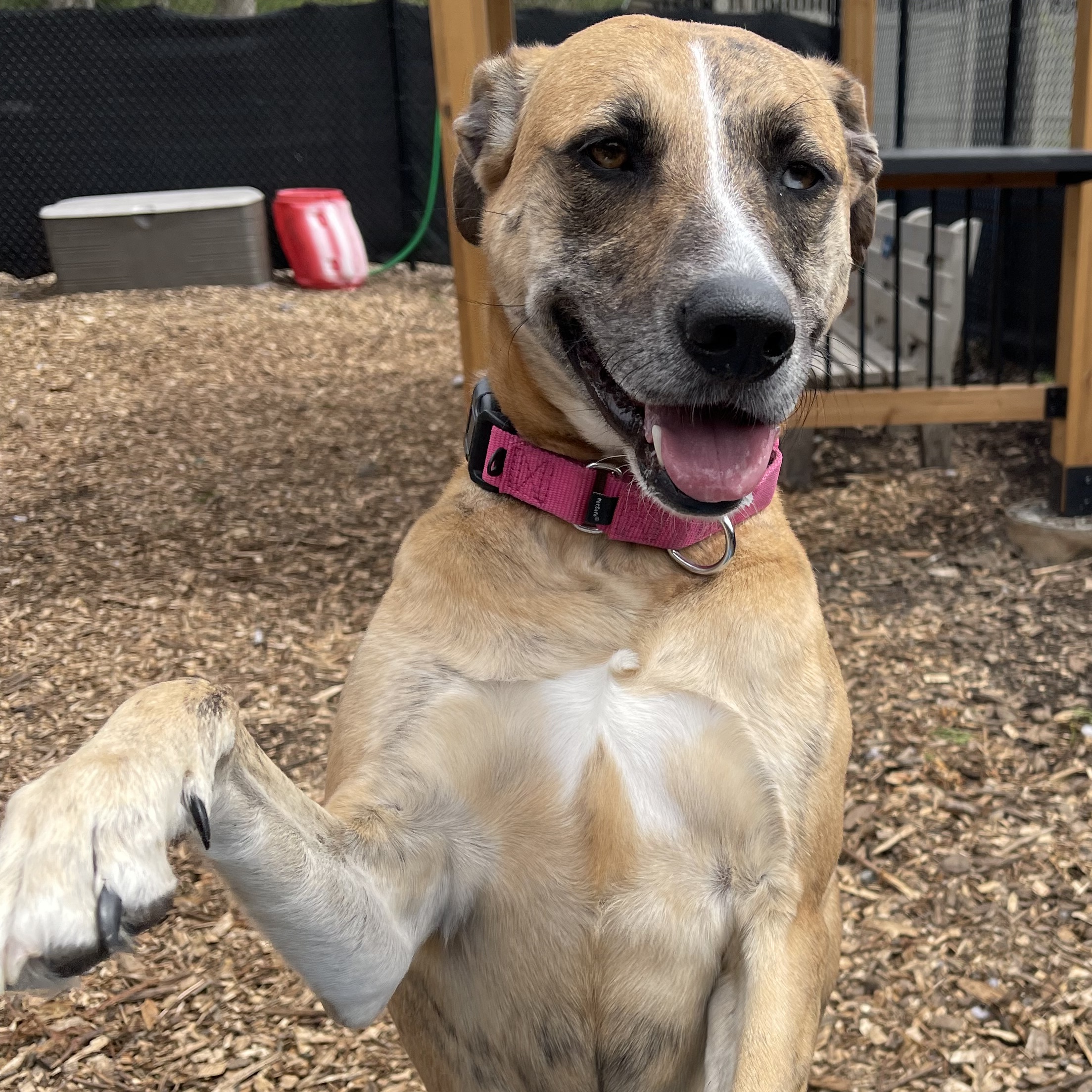 Leia** in foster, available by appt photo 5