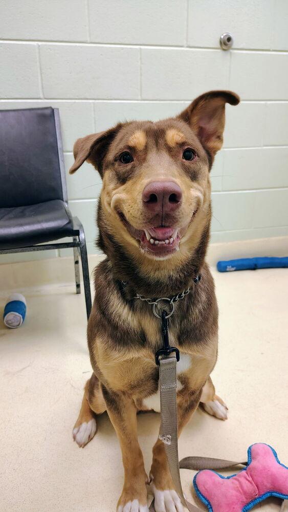 Enlarge Calypso, a Adoptable mixed breed in Kalamazoo, MI image 1/2