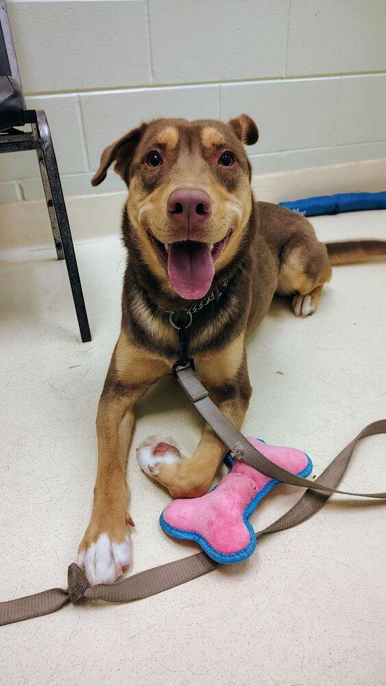 Enlarge Calypso, a Adoptable mixed breed in Kalamazoo, MI image 2/2
