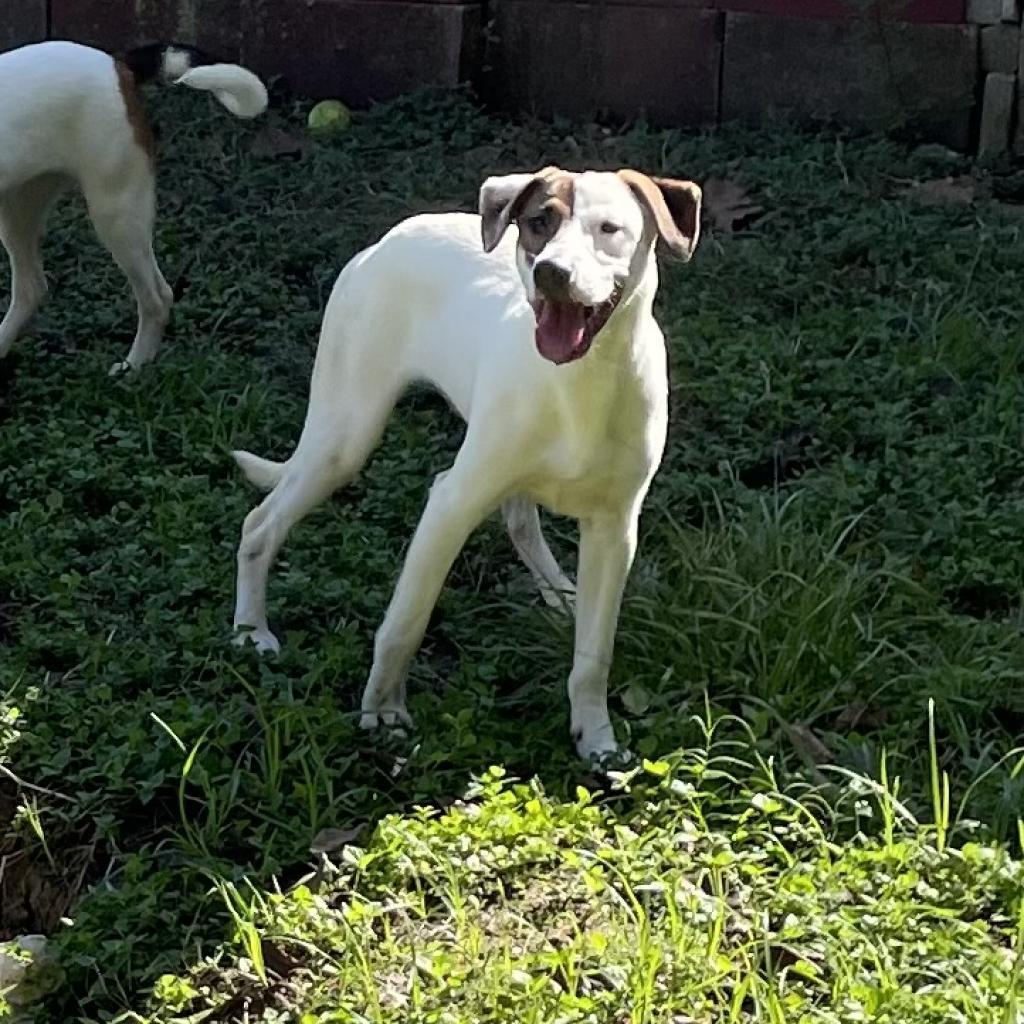 Indiana Bones, a Adoptable mixed breed in Livingston, TX image 1/6