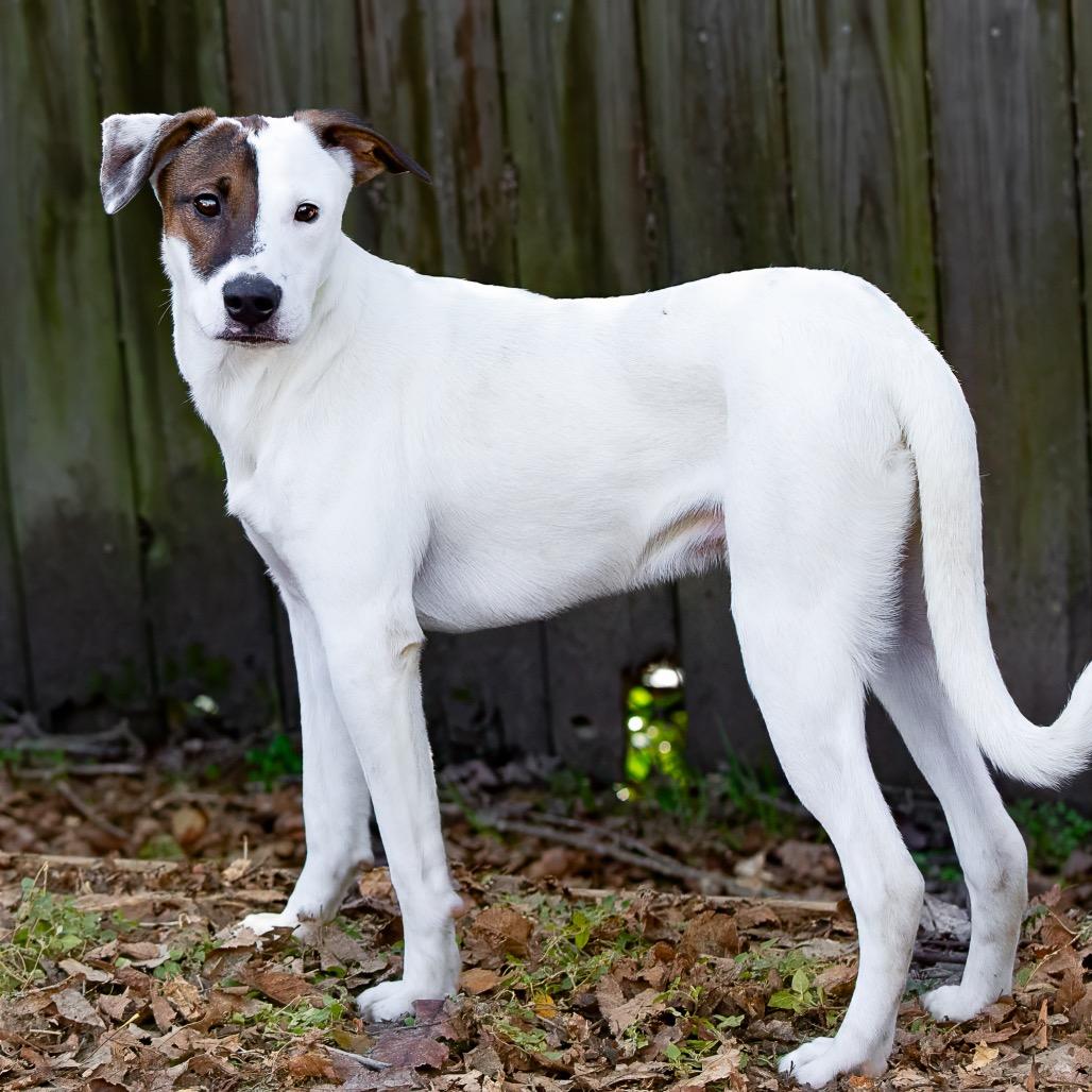 Indiana Bones, a Adoptable mixed breed in Livingston, TX image 2/6