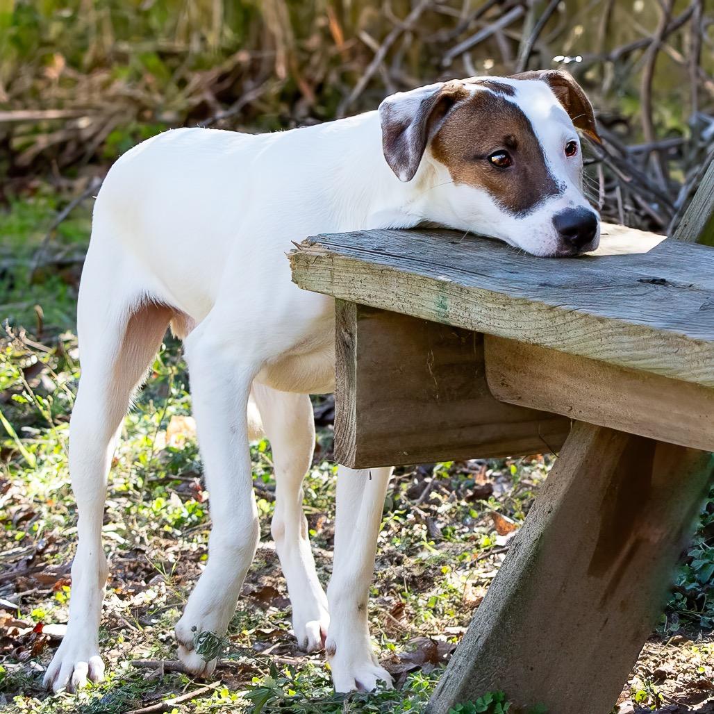 Indiana Bones, a Adoptable mixed breed in Livingston, TX image 3/6