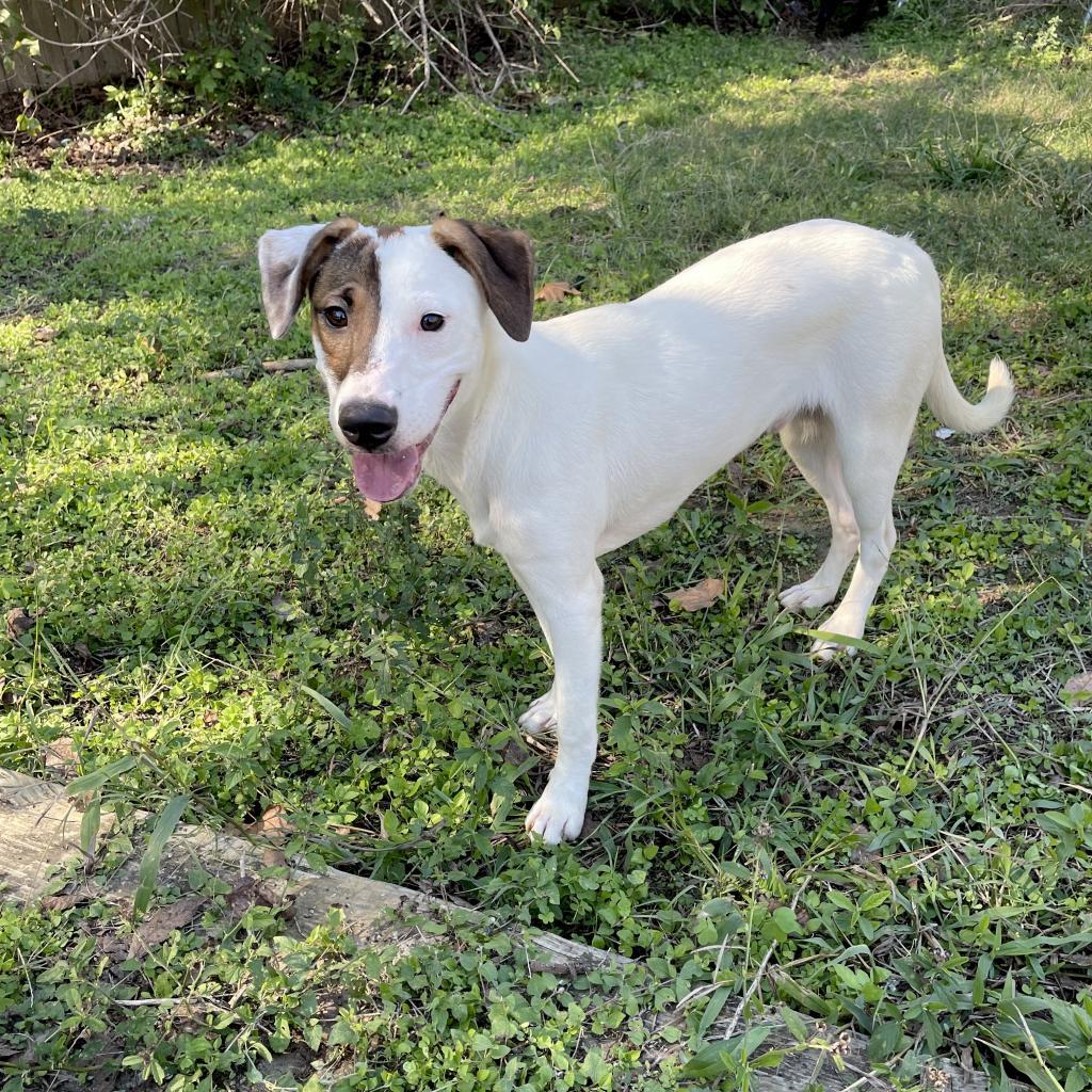 Indiana Bones, a Adoptable mixed breed in Livingston, TX image 6/6