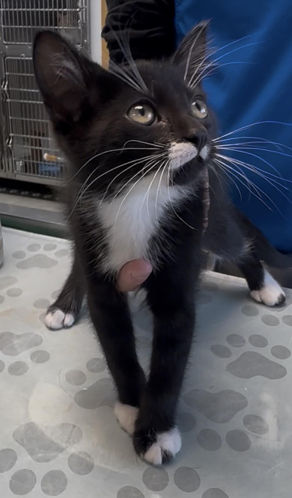 Thelma, Adoptable, Kitten Female Domestic Short Hair.