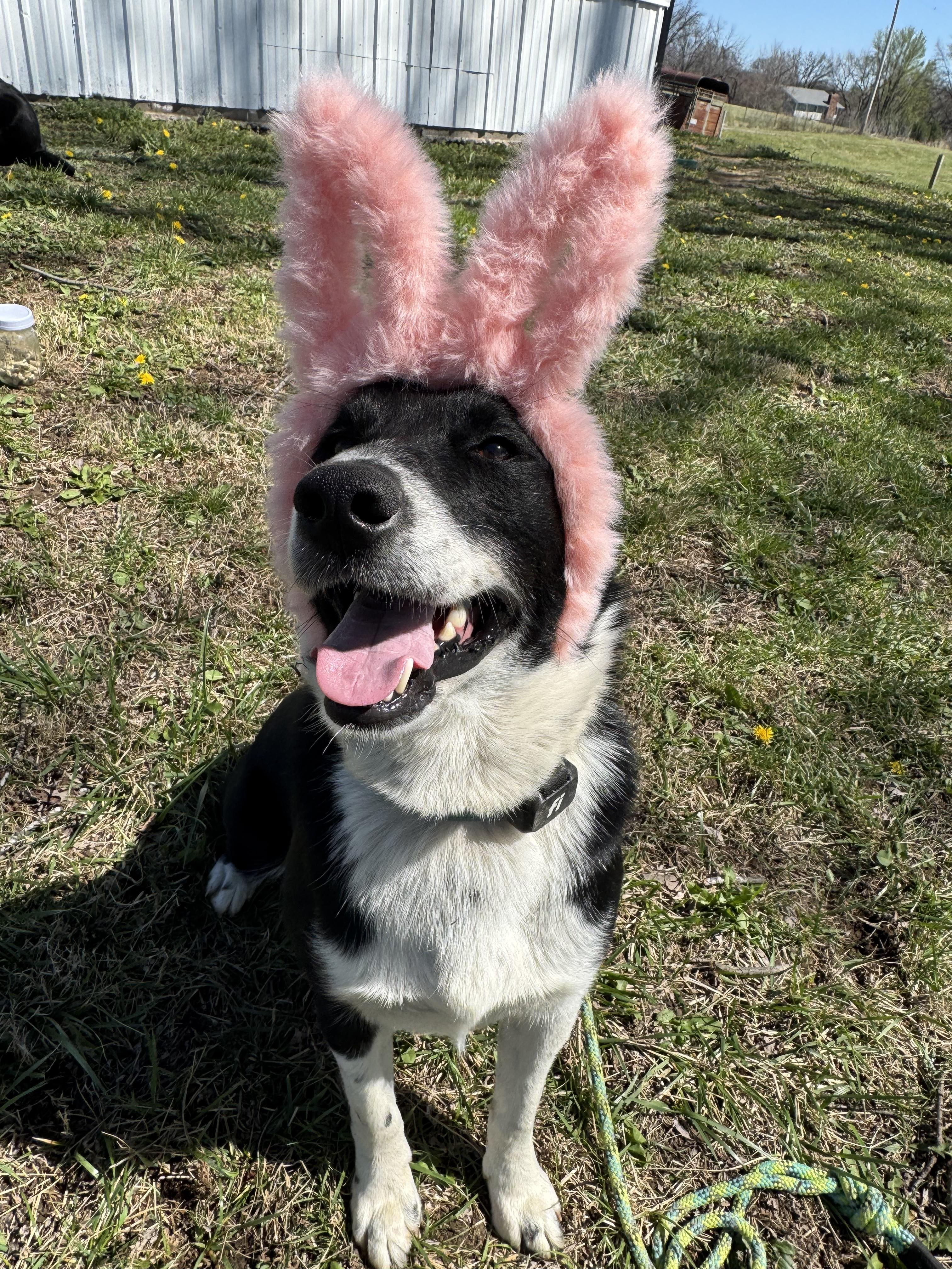 Enlarge Shamrock, an adopted mixed breed in Stewartsville, MO image 3/4