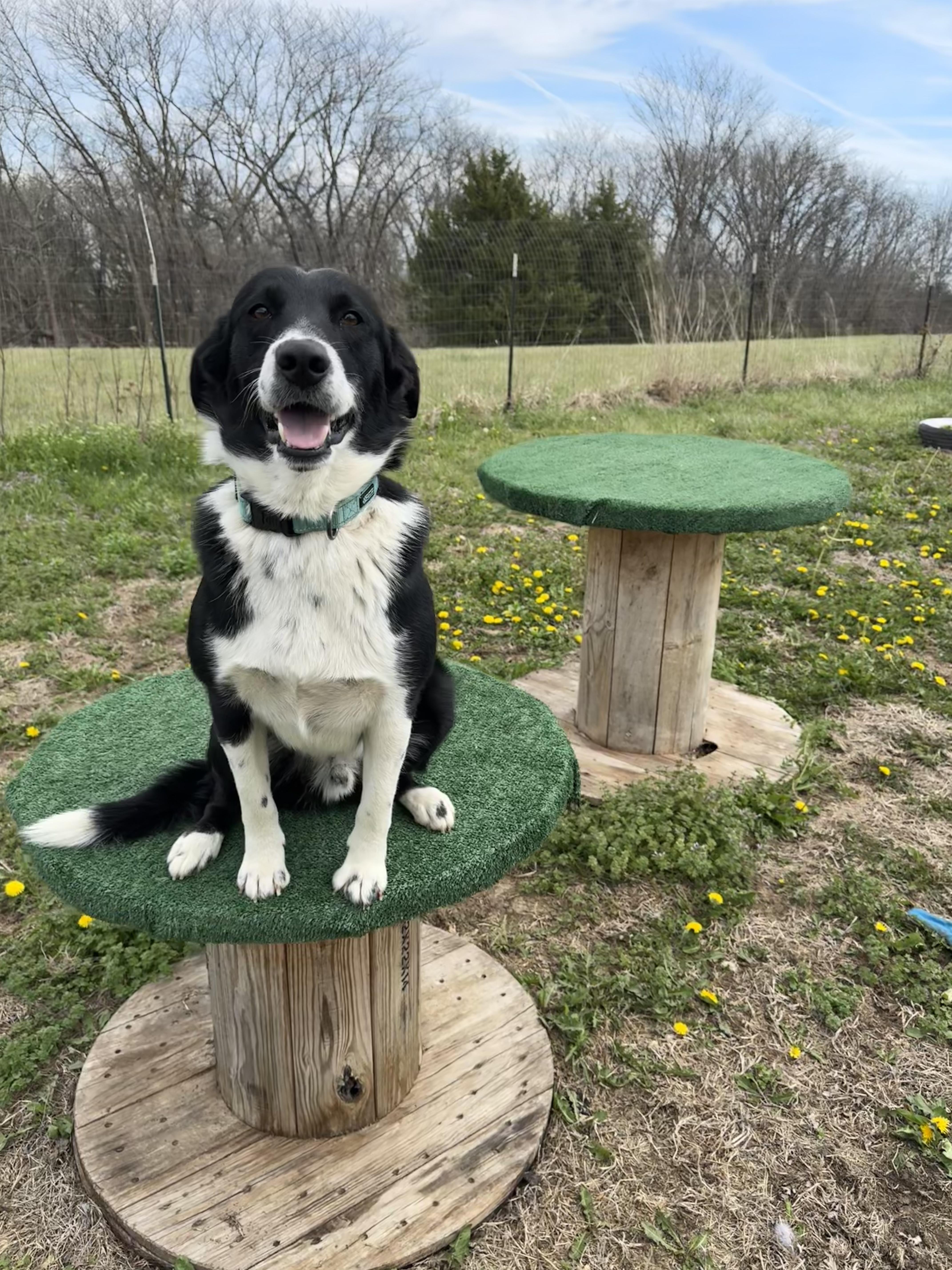 Enlarge Shamrock, an adopted mixed breed in Stewartsville, MO image 2/4