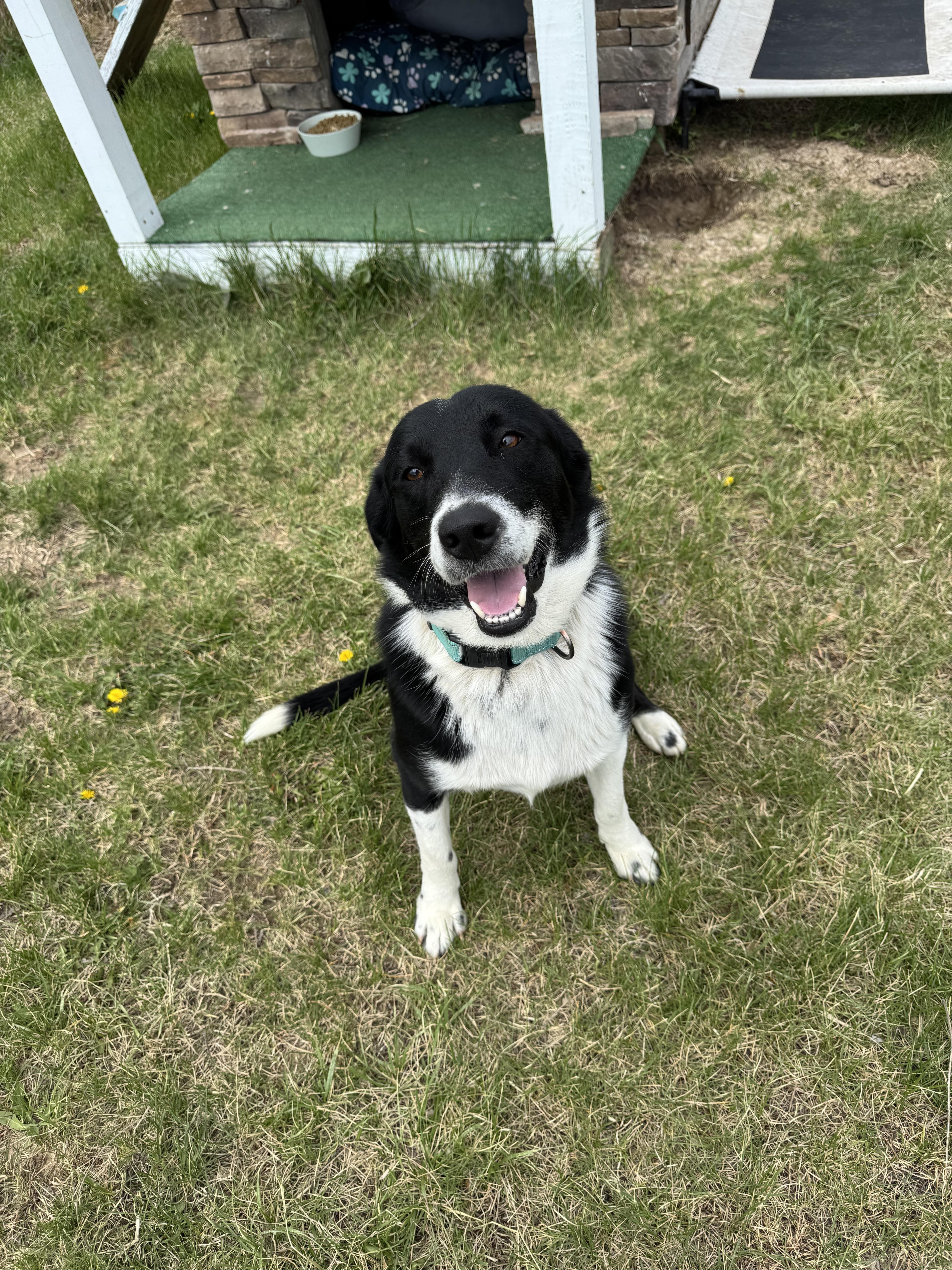 Enlarge Shamrock, an adopted mixed breed in Stewartsville, MO image 4/4