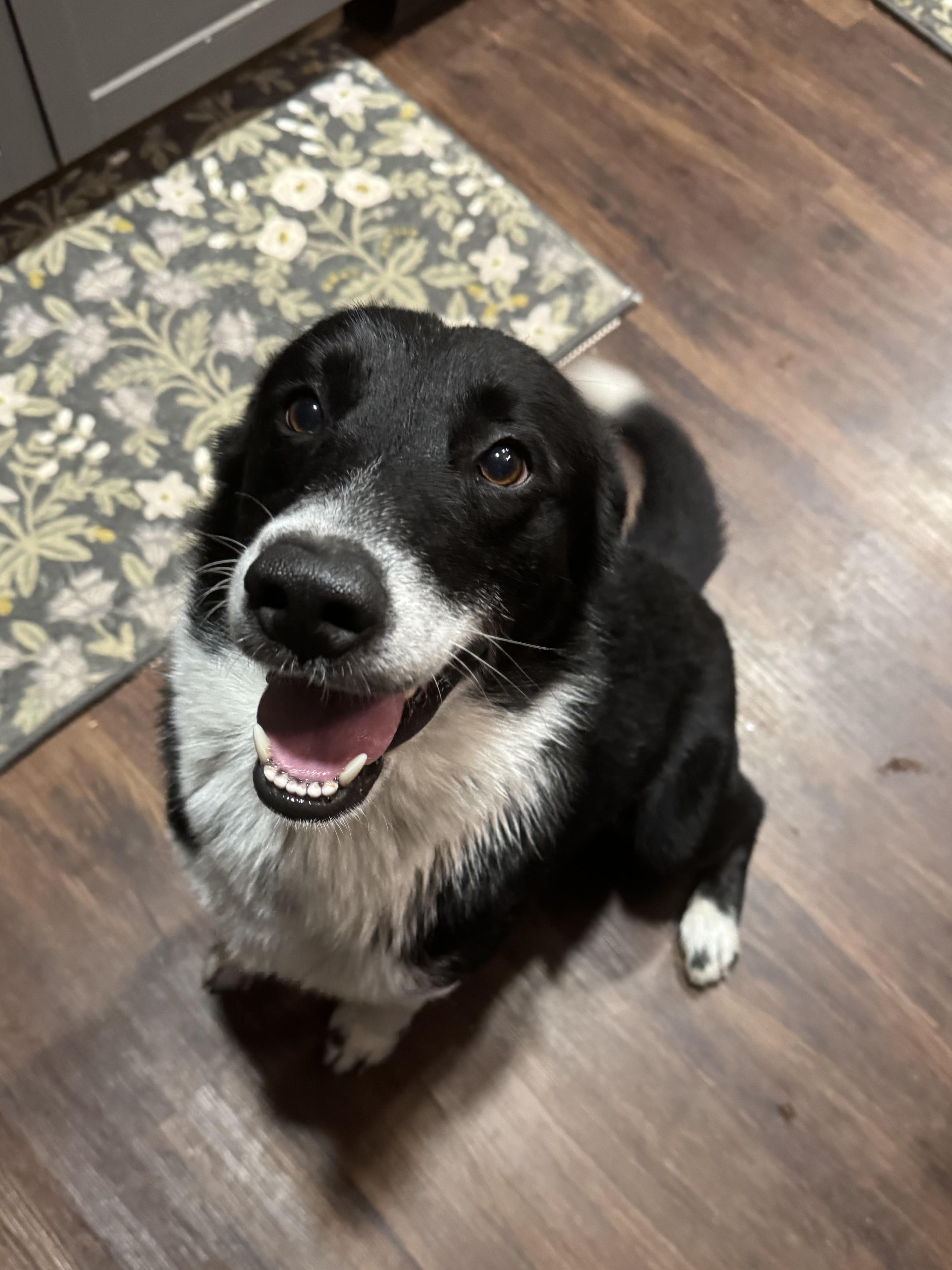 Shamrock, adopted, Adult Male Border Collie.