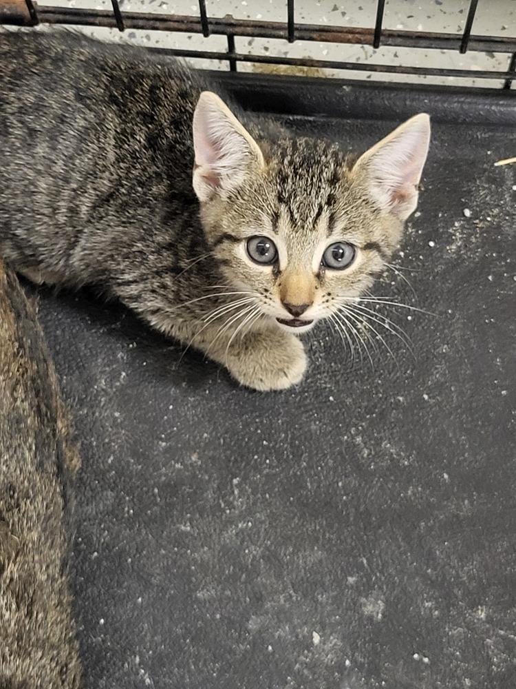 Enlarge Tugger, a Adoptable Domestic Short Hair in Kannapolis, NC image 1/2