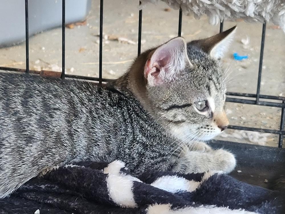 Enlarge Tugger, a Adoptable Domestic Short Hair in Kannapolis, NC image 2/2