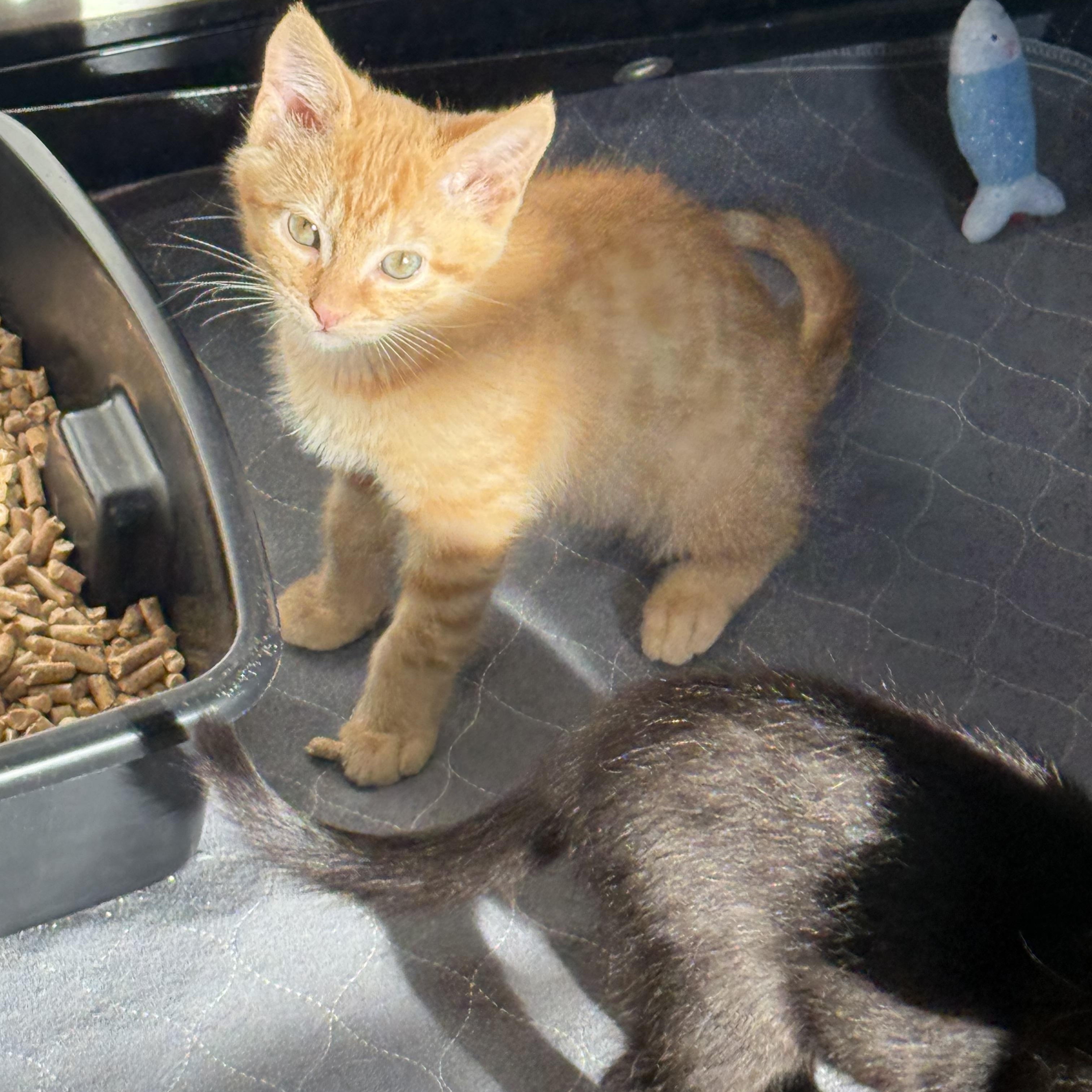 Goldfish, Adoptable, Kitten Male American Shorthair.