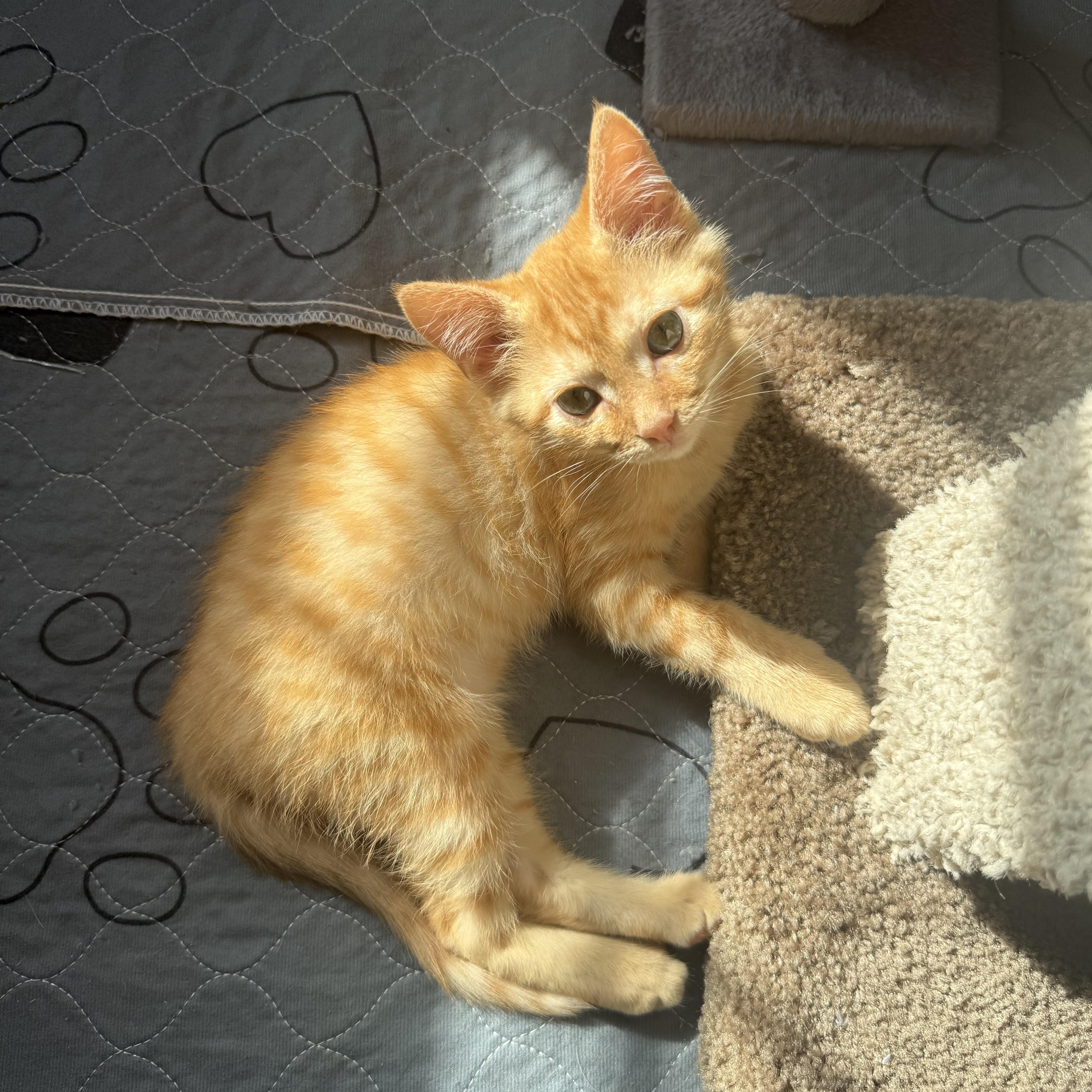 Goldfish, a Adoptable mixed breed in Kings Mountain, NC image 4/6