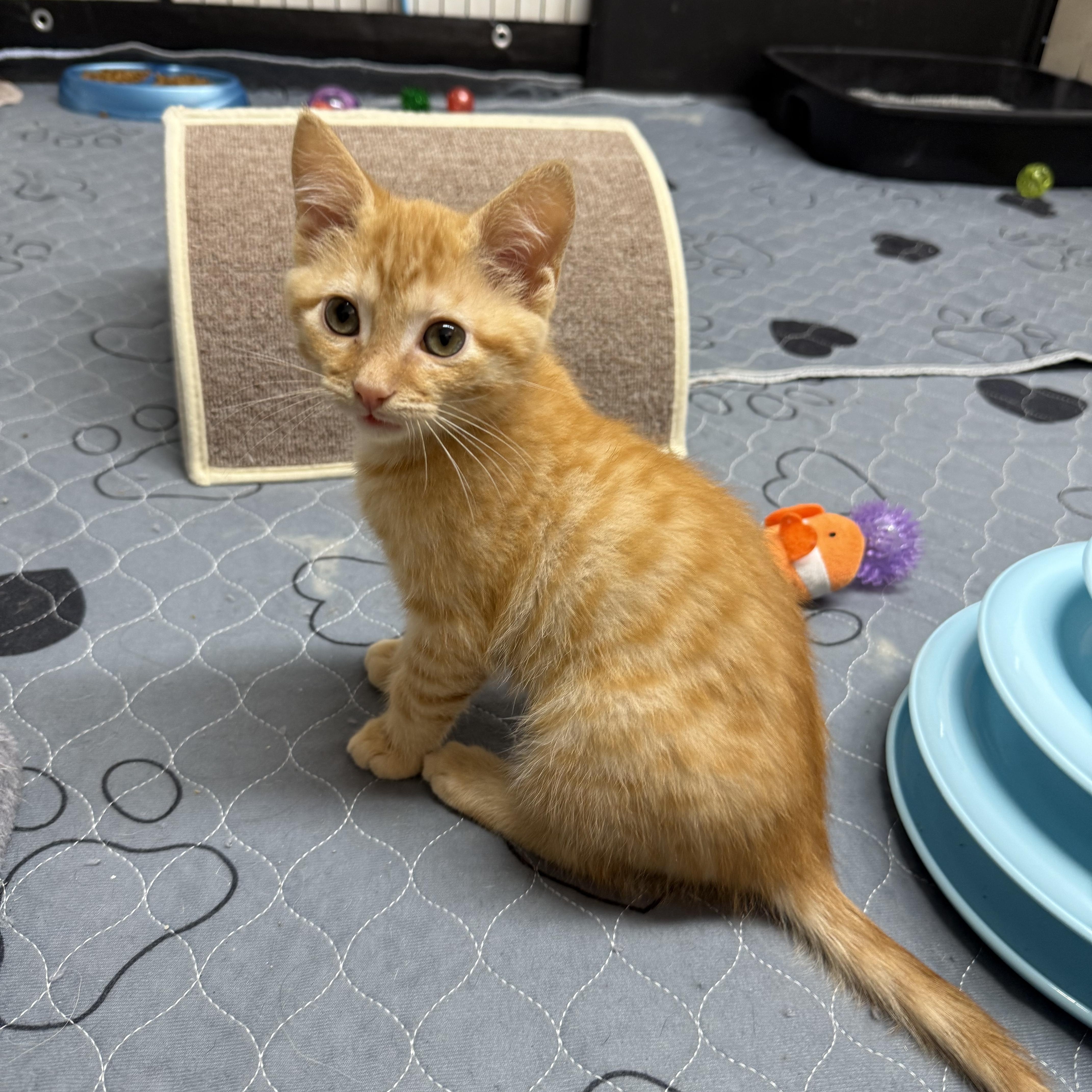 Goldfish, a Adoptable mixed breed in Kings Mountain, NC image 3/6