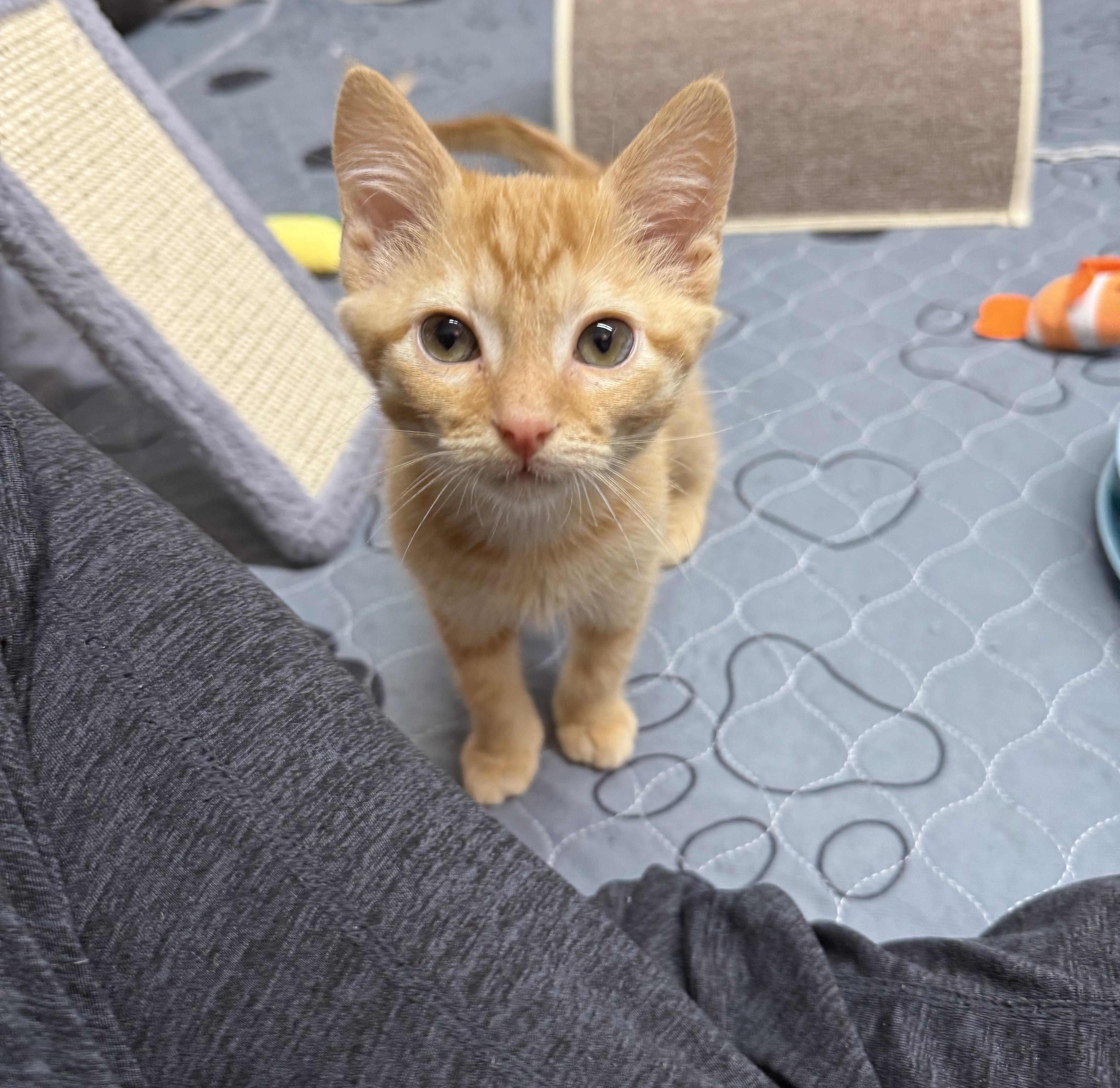 Goldfish, a Adoptable mixed breed in Kings Mountain, NC image 6/6