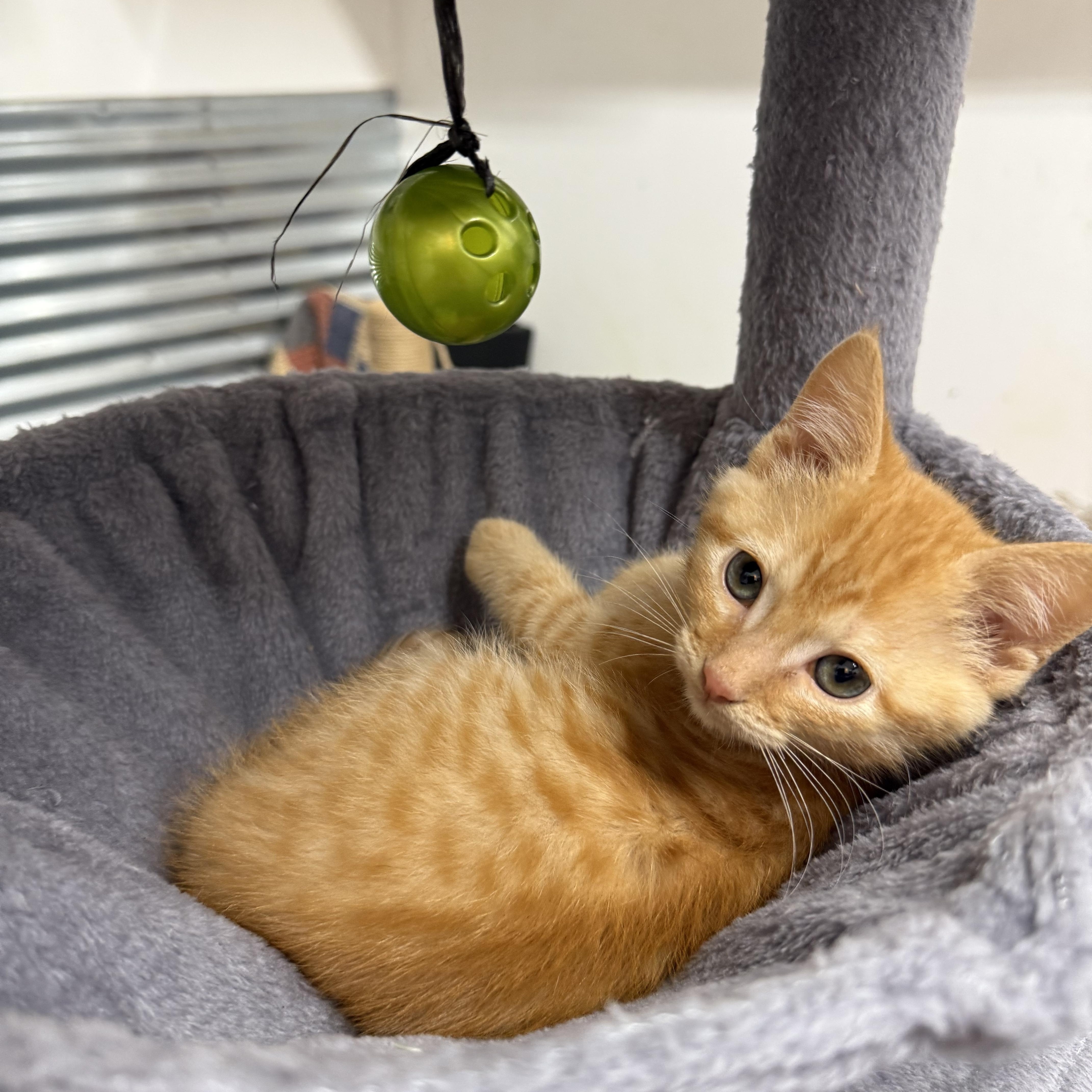 Goldfish, a Adoptable mixed breed in Kings Mountain, NC image 2/6