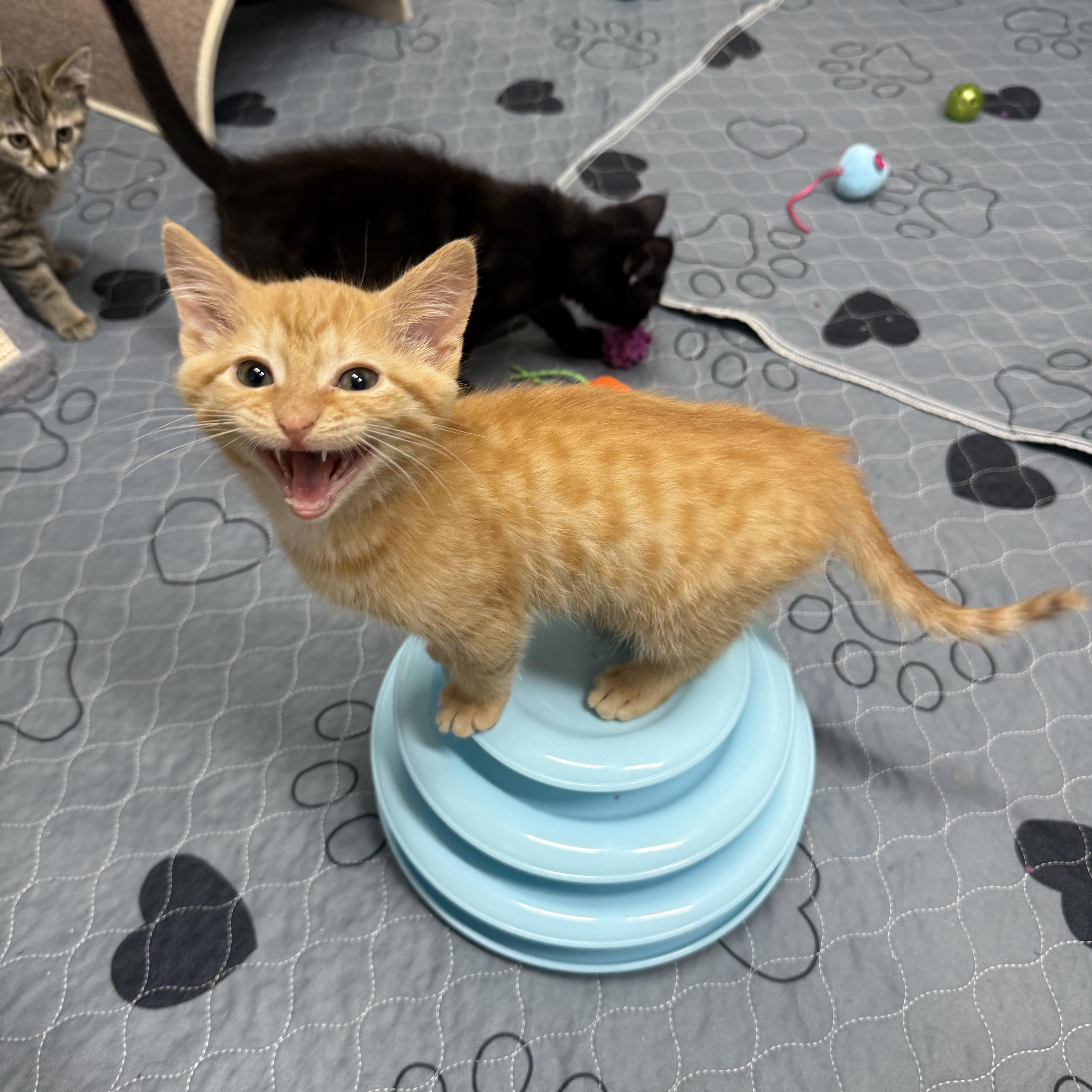 Goldfish, a Adoptable mixed breed in Kings Mountain, NC image 5/6