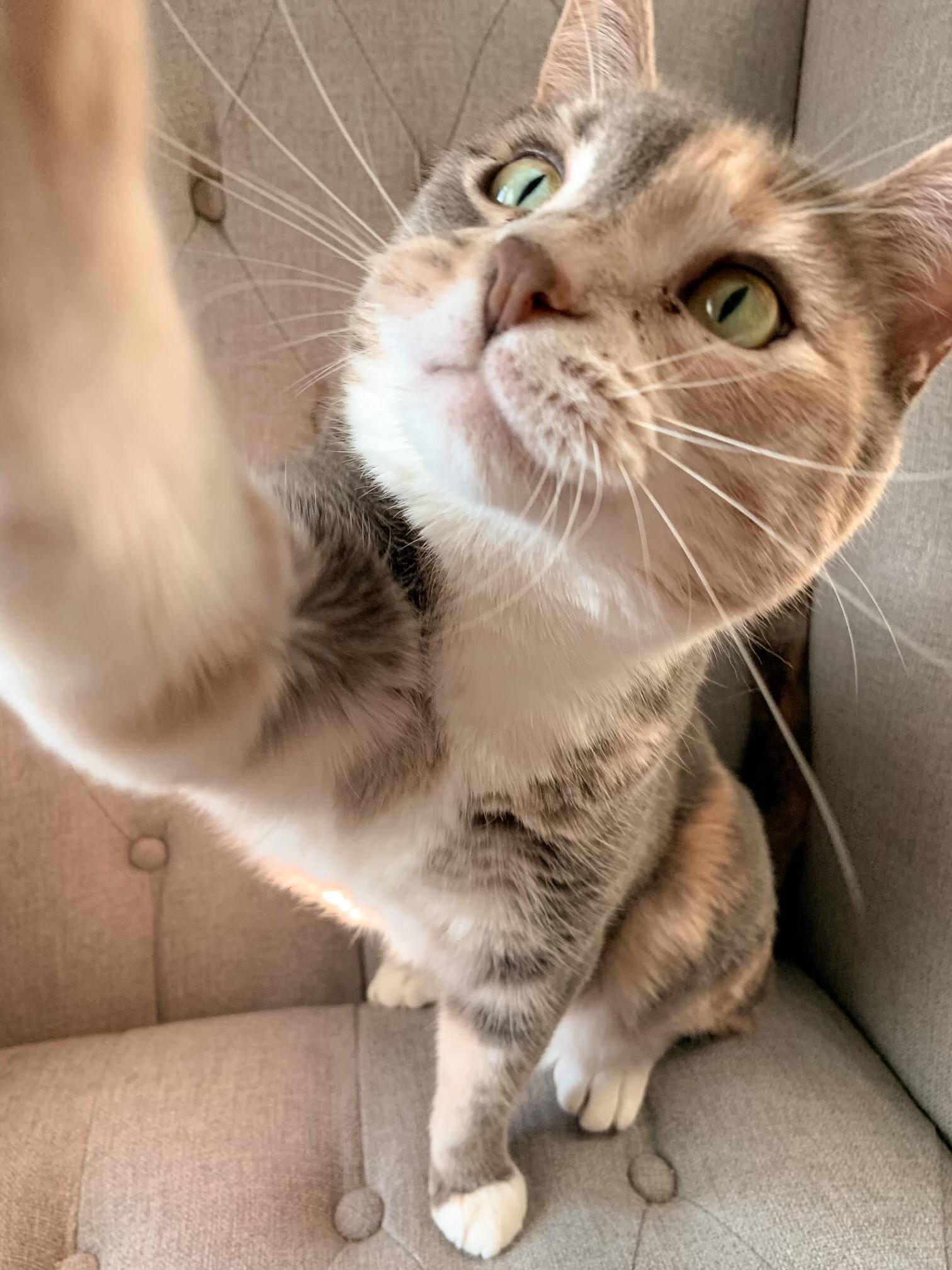 Baby Cat