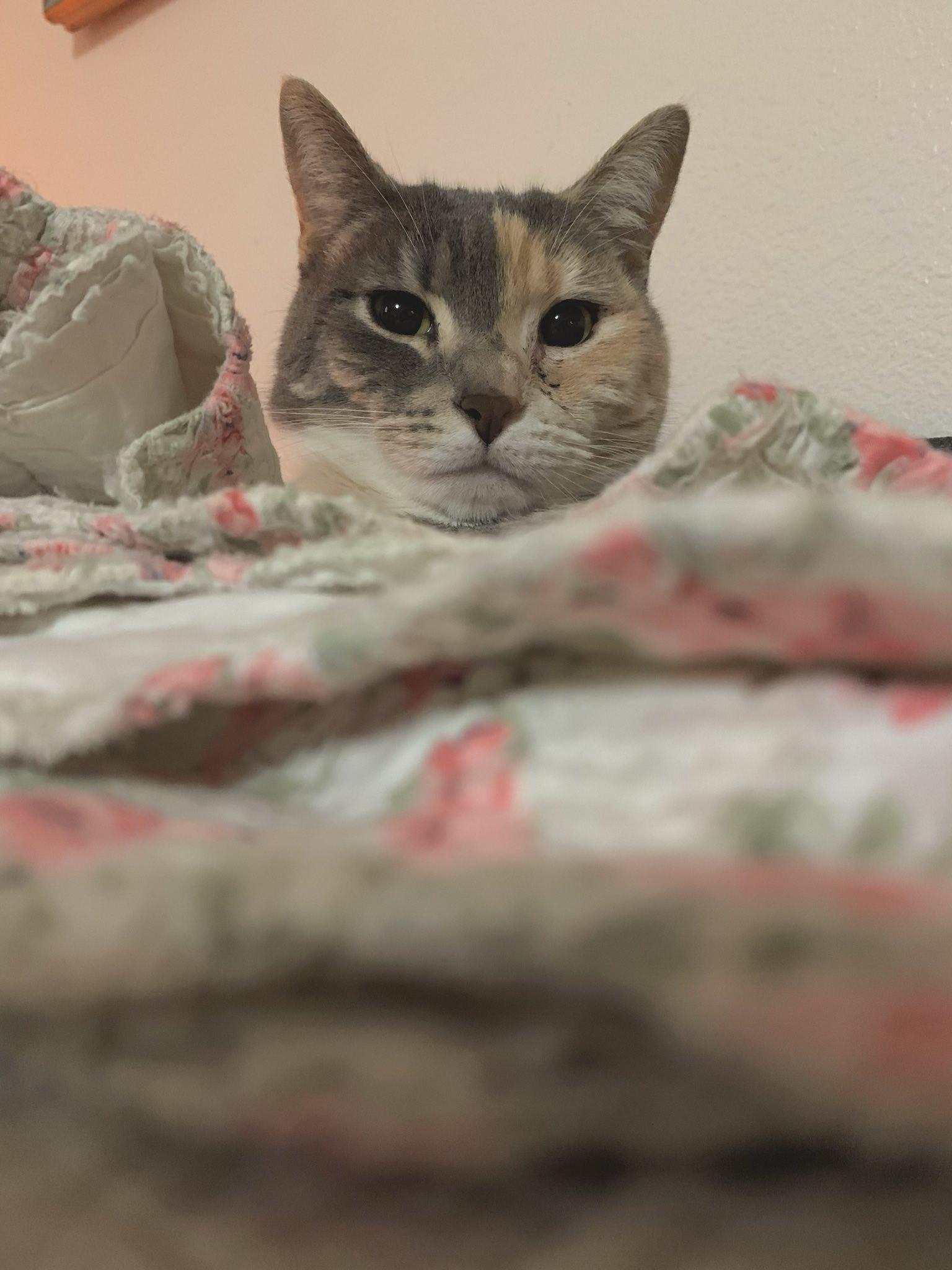 Baby Cat