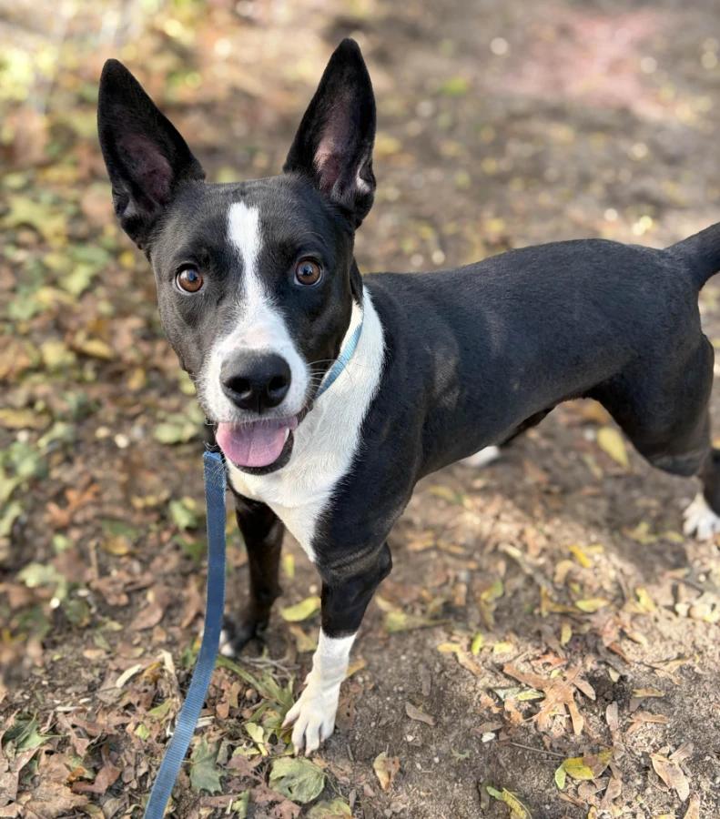 Enlarge Matilda, a Adoptable Mixed Breed in Lindenhurst, NY image 1/1