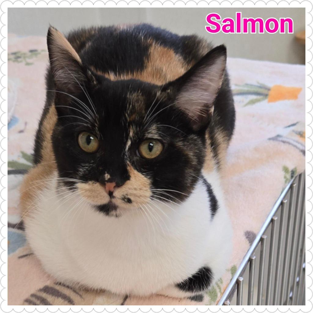 Salmon (nka Juniper), Adopted, Young Female Domestic Short Hair.