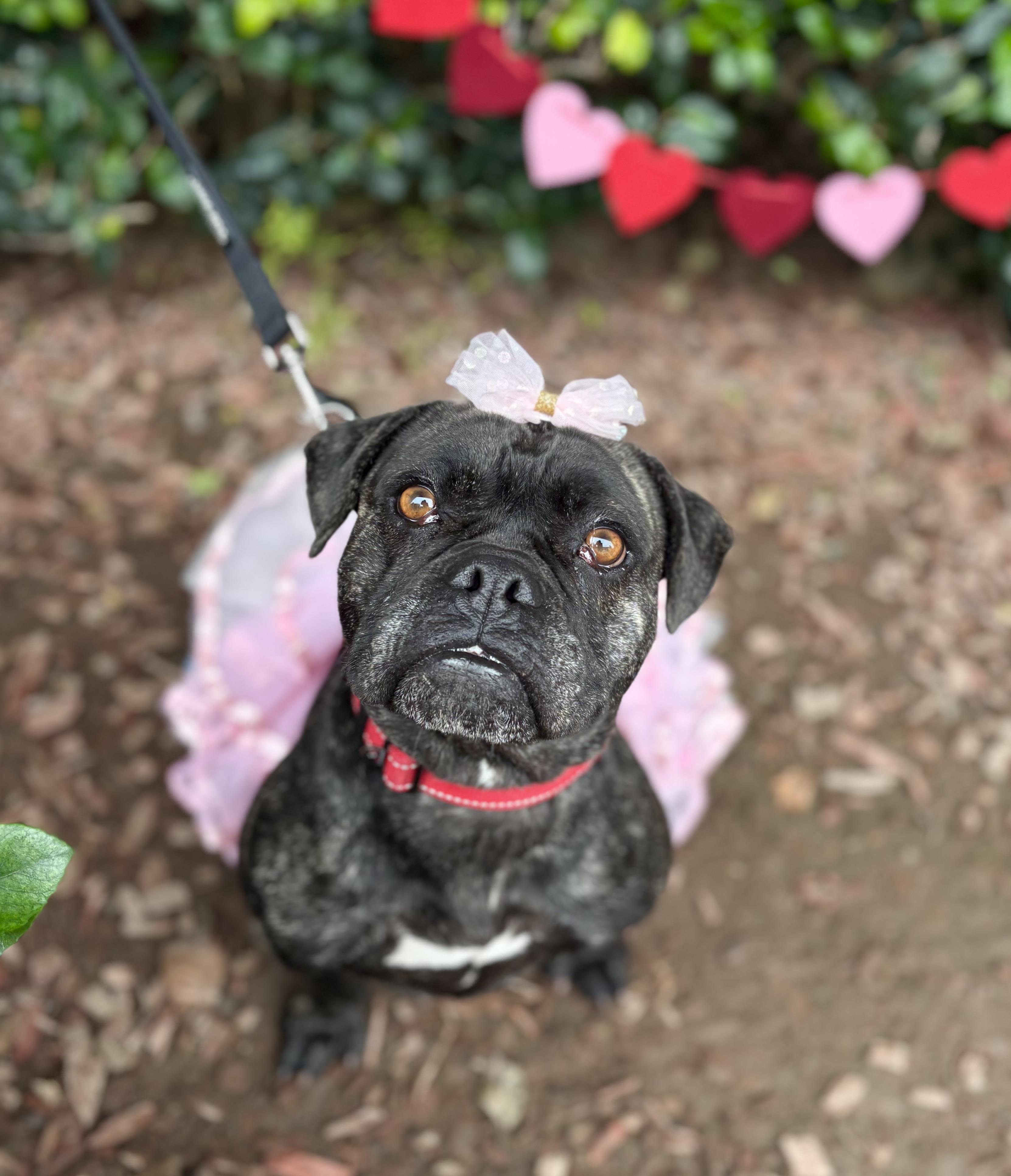 Enlarge Adele, a Adoptable mixed breed in South El Monte, CA image 1/5