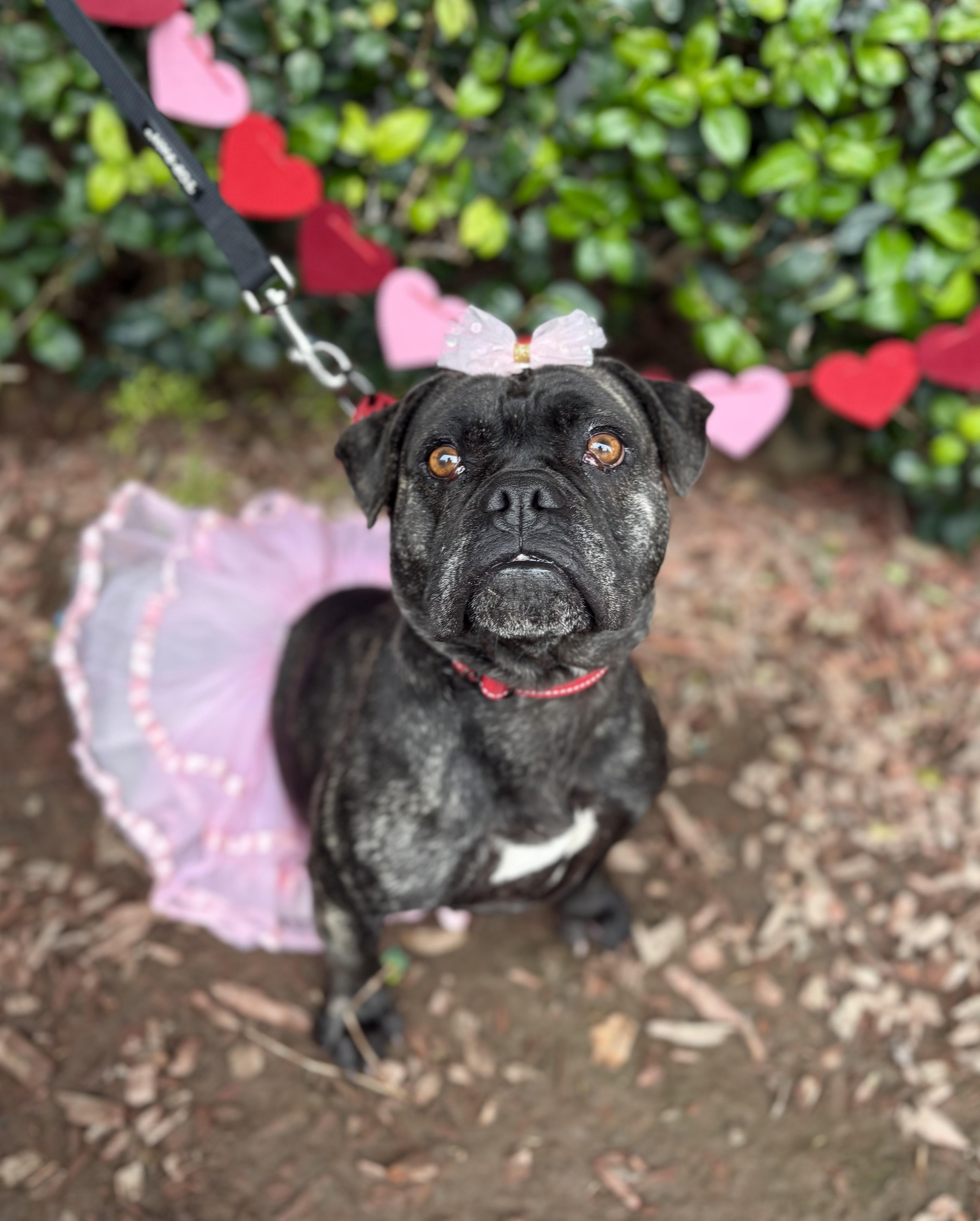 Enlarge Adele, a Adoptable mixed breed in South El Monte, CA image 3/5