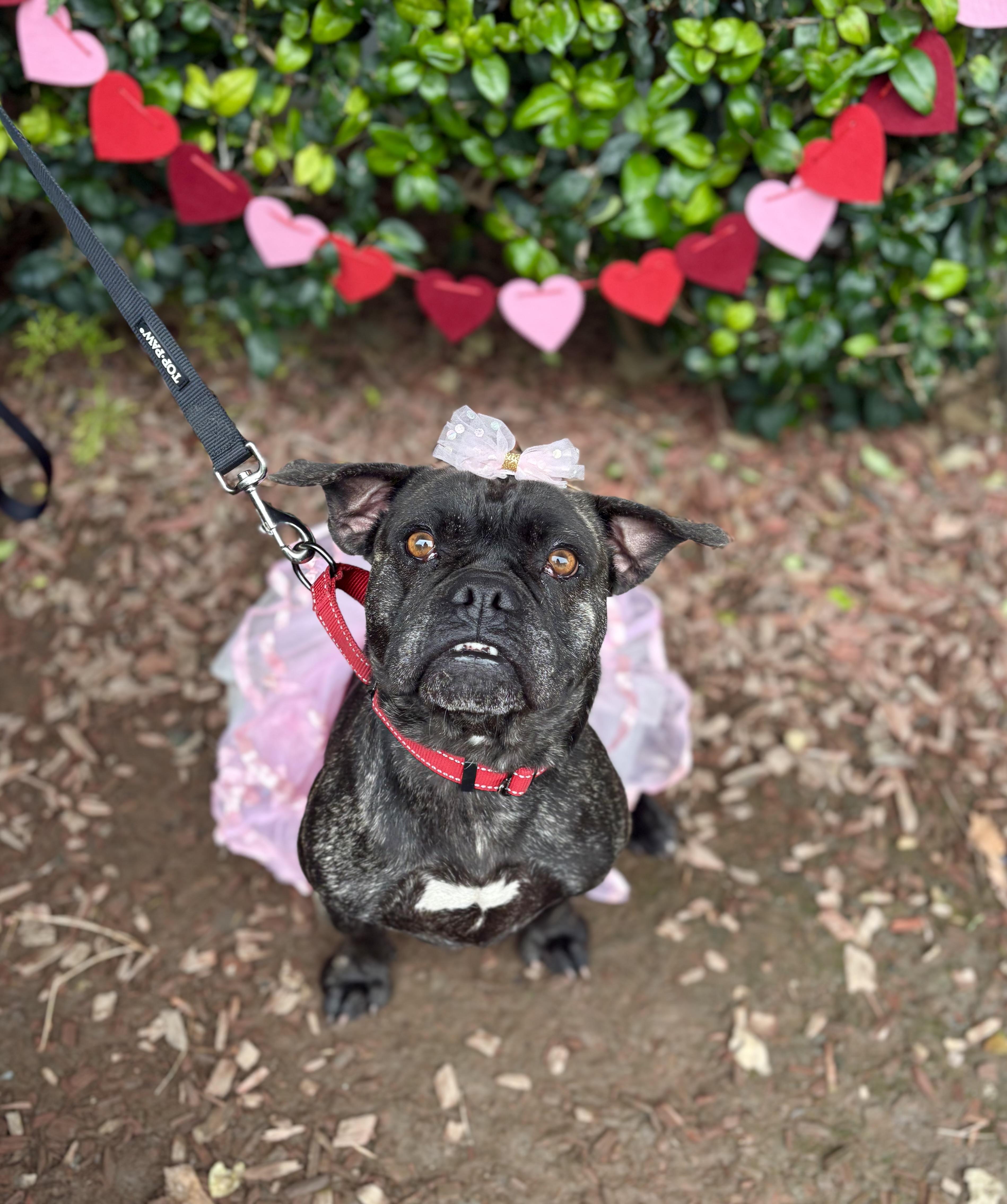 Enlarge Adele, a Adoptable mixed breed in South El Monte, CA image 2/5