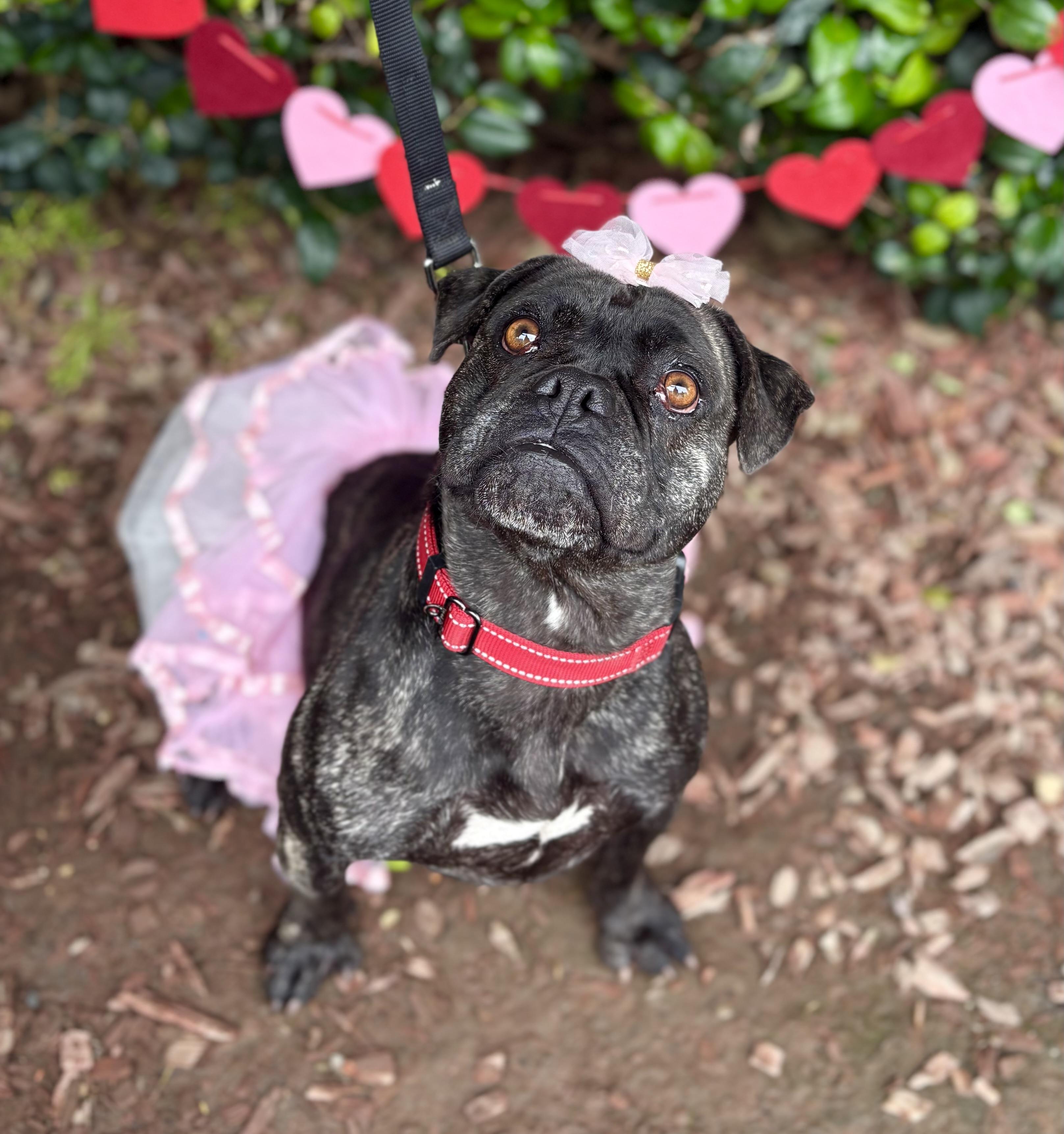 Enlarge Adele, a Adoptable mixed breed in South El Monte, CA image 4/5