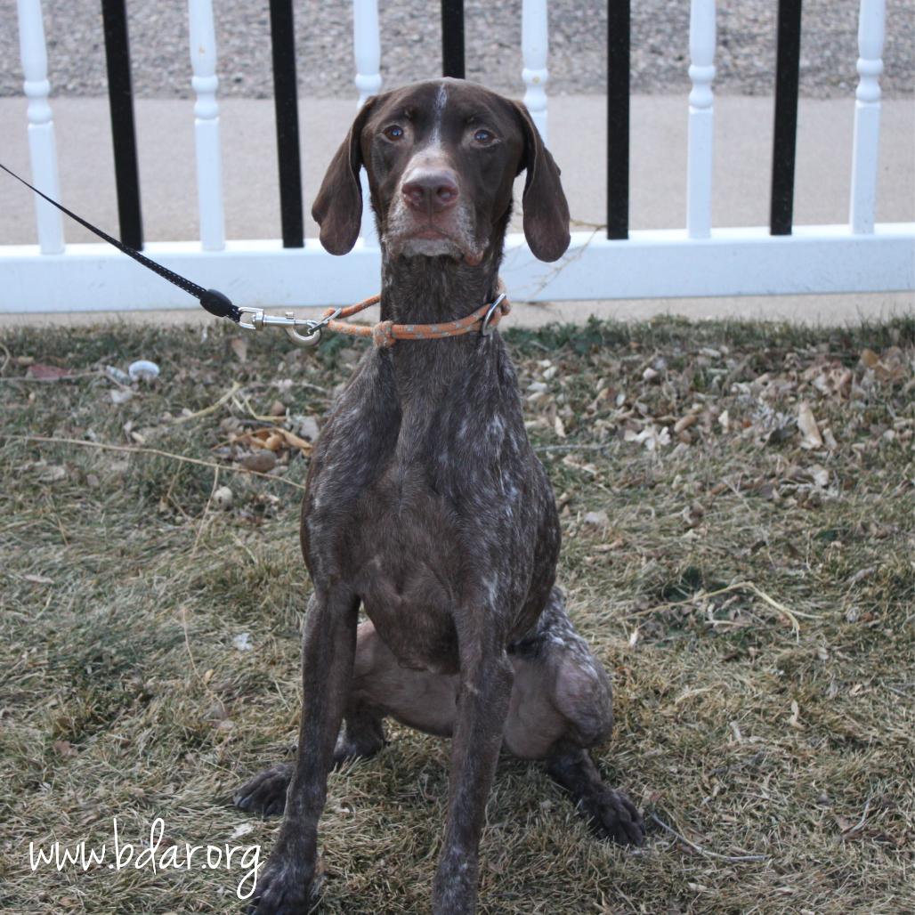Enlarge Ruger, a Adoptable German Shorthaired Pointer in Cheyenne, WY image 2/3