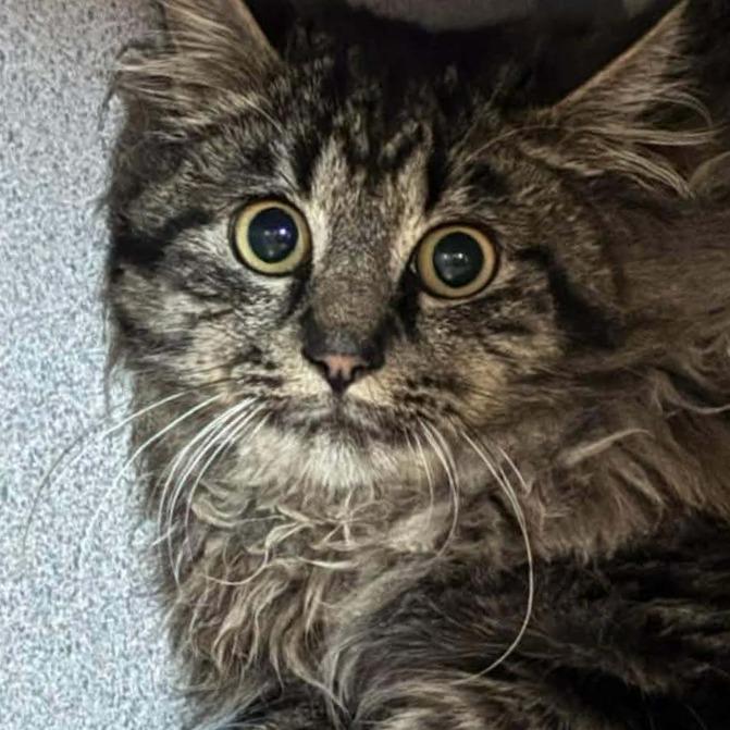 Enlarge Wynter, a ADOPTABLE Domestic Long Hair in Hudson, NY image 1/1