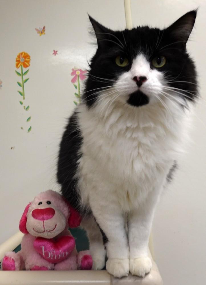 Willow, a Adoptable mixed breed in Anaconda, MT image 2/6