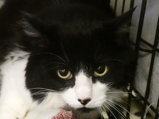 Willow, a Adoptable mixed breed in Anaconda, MT image 1/2