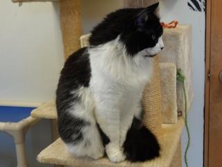 Enlarge Willow, a Adoptable mixed breed in Anaconda, MT image 2/5