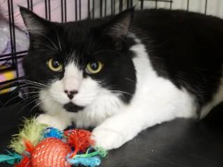 Willow, a Adoptable mixed breed in Anaconda, MT image 2/2