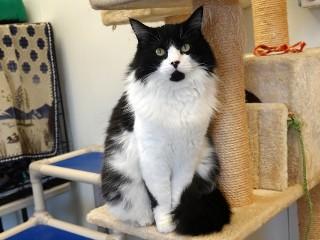 Enlarge Willow, a Adoptable mixed breed in Anaconda, MT image 4/5