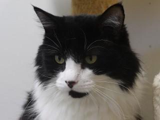 Enlarge Willow, a Adoptable mixed breed in Anaconda, MT image 5/5