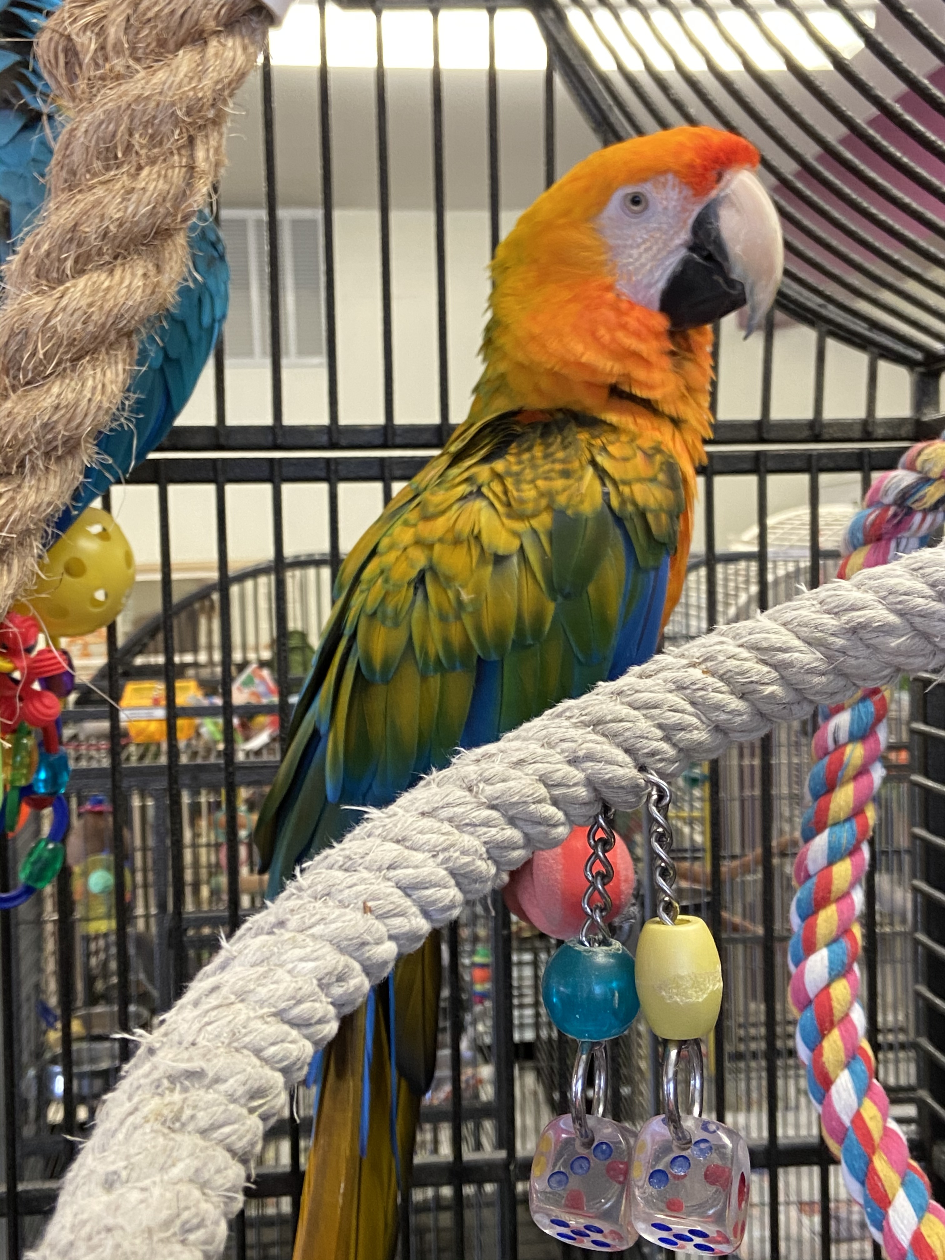 Enlarge Sunny and Rainbow, a Adoptable Macaw in Warwick, RI image 1/6
