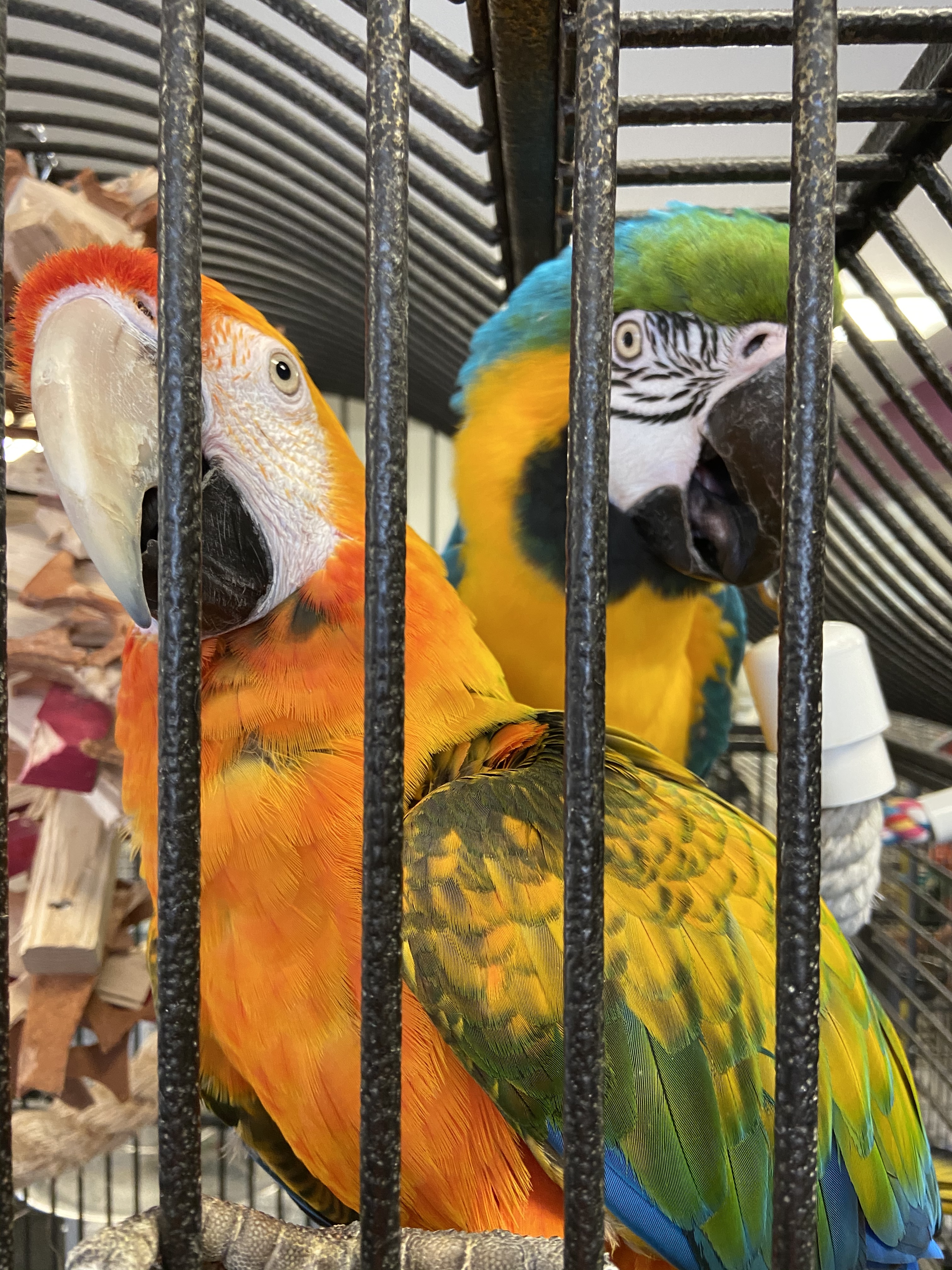 Enlarge Sunny and Rainbow, a Adoptable Macaw in Warwick, RI image 2/6