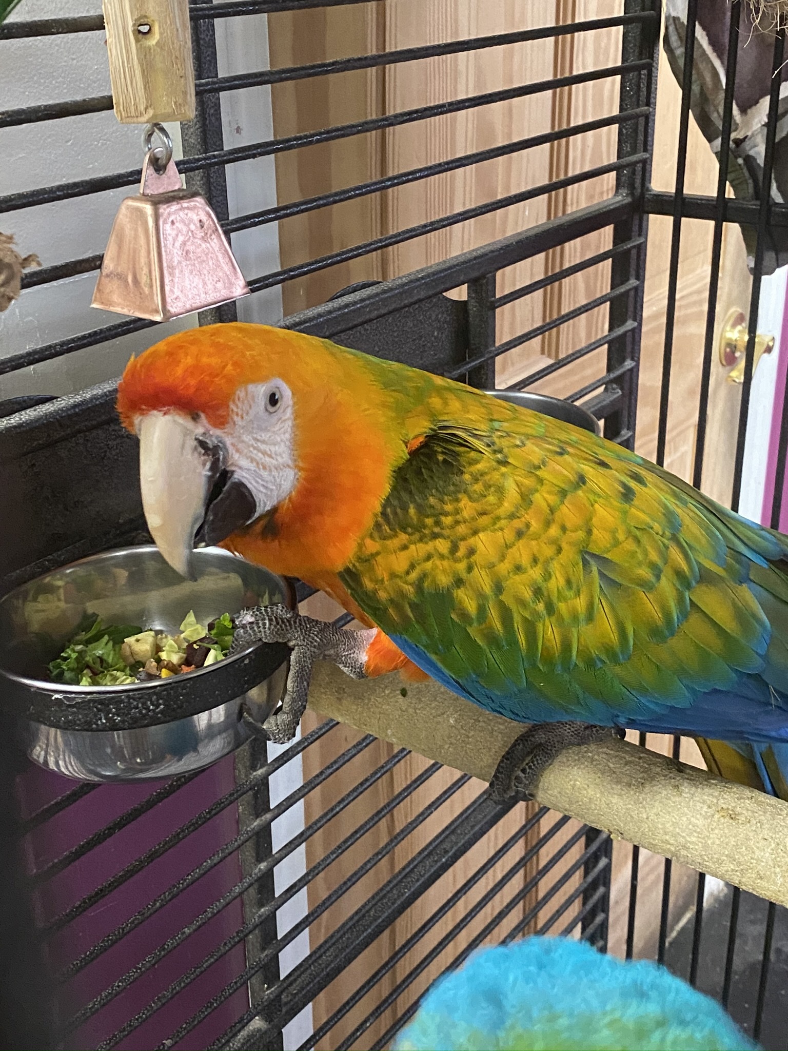Enlarge Sunny and Rainbow, a Adoptable Macaw in Warwick, RI image 3/6