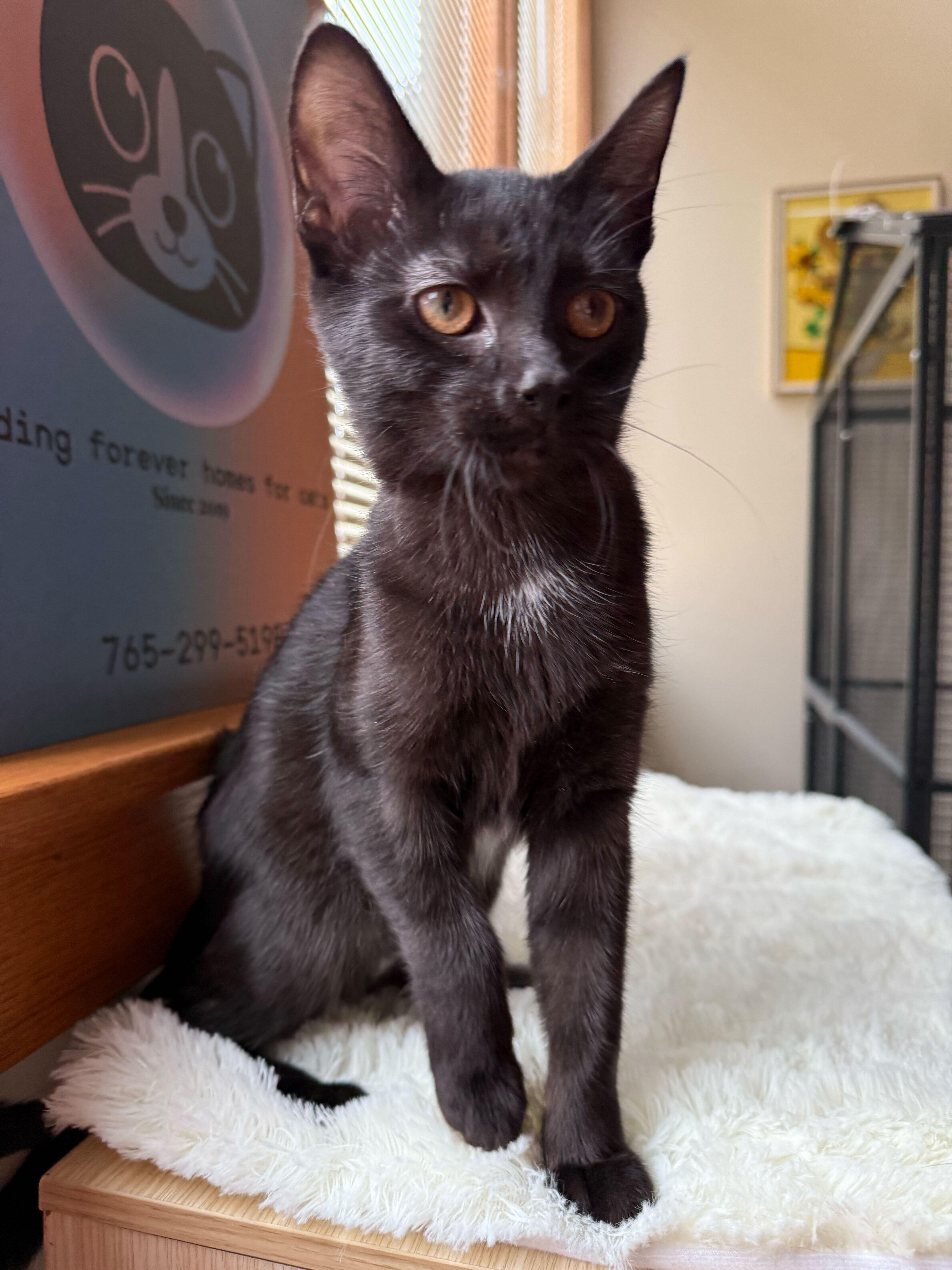 Labrador (café) , an adopted Domestic Short Hair in West Lafayette, IN image 3/4