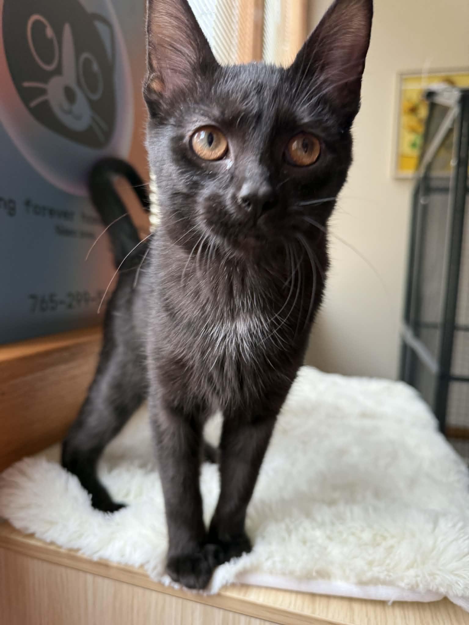 Labrador (café) , adopted, Kitten Female Domestic Short Hair.