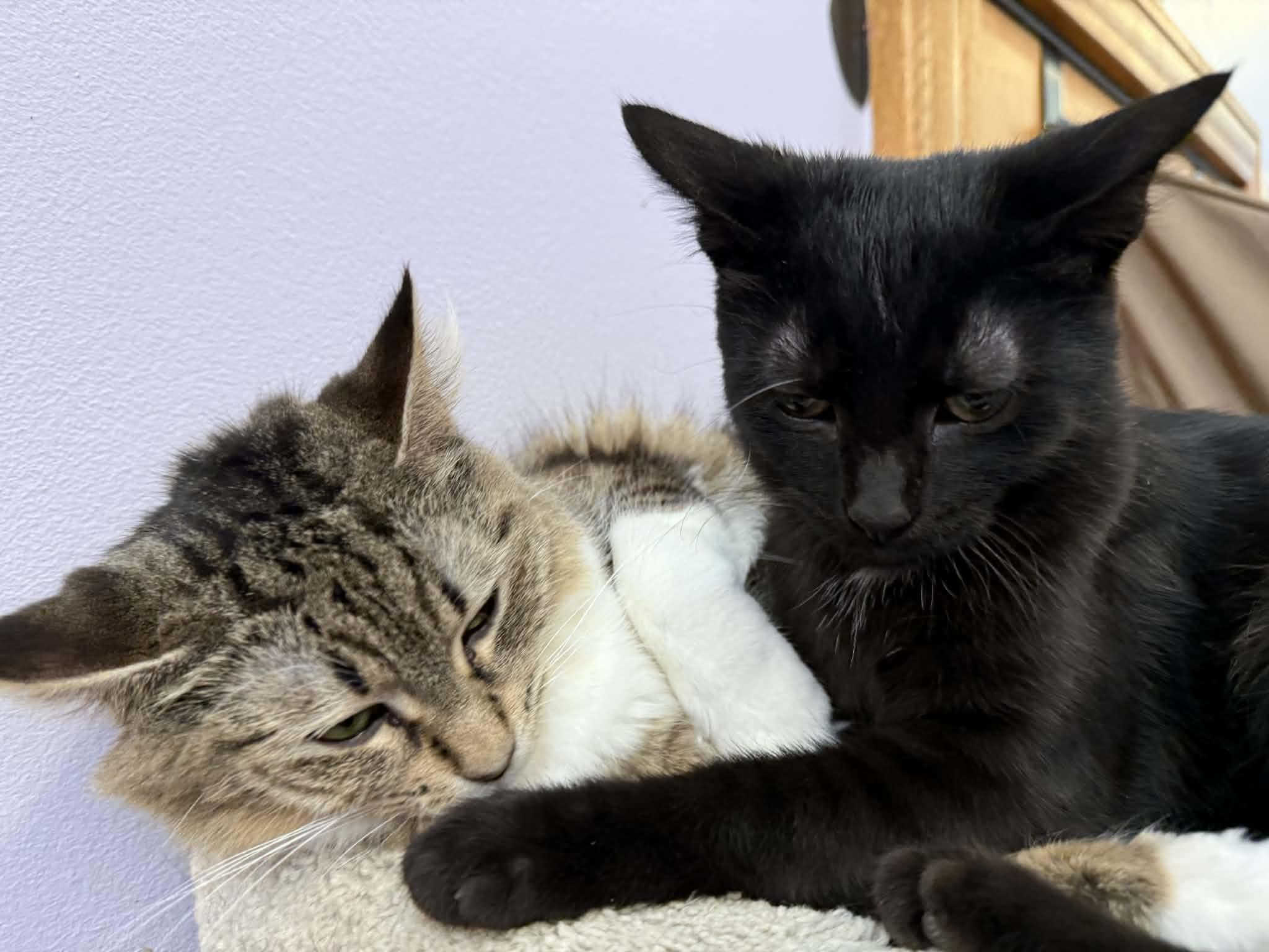 Labrador (café) , an adopted Domestic Short Hair in West Lafayette, IN image 2/4