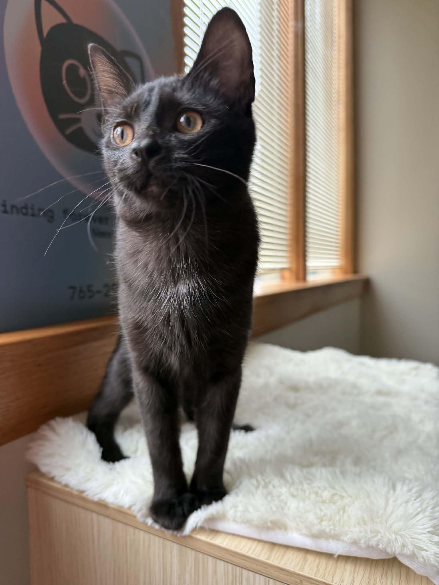 Labrador (café) , an adopted Domestic Short Hair in West Lafayette, IN image 4/4