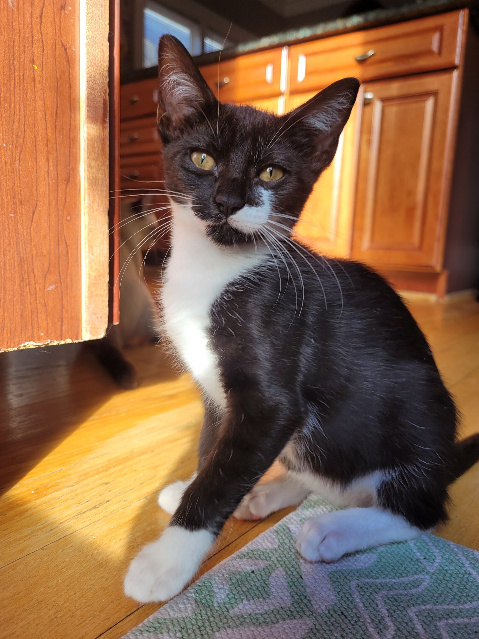 Cat for adoption Judge Judy =^.^=, a Domestic Short Hair in