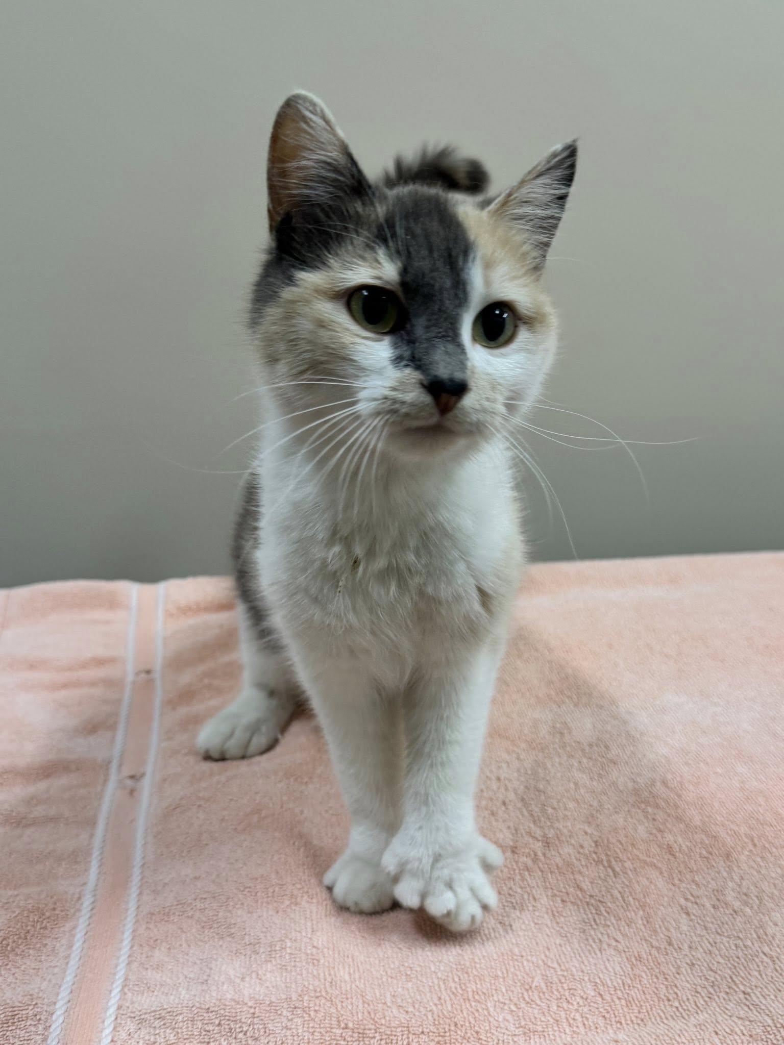 Luanne, an adoptable Domestic Short Hair in Hackensack, MN, 56452 | Photo Image 1