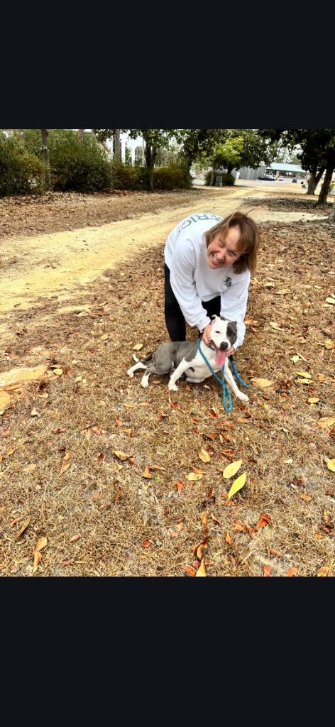 Willow Pope, Adopted, Young Female Pit Bull Terrier & Mixed Breed.