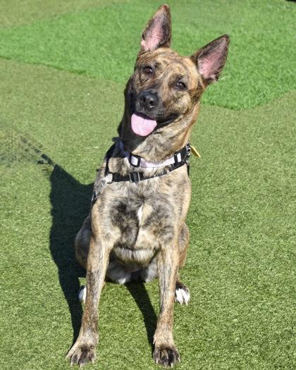 Pixie, Adoptable, Adult Female Mixed Breed & Mixed Breed.