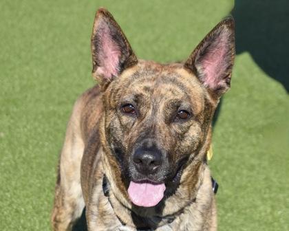 Enlarge Pixie, a Adoptable mixed breed in West Seneca, NY image 2/3